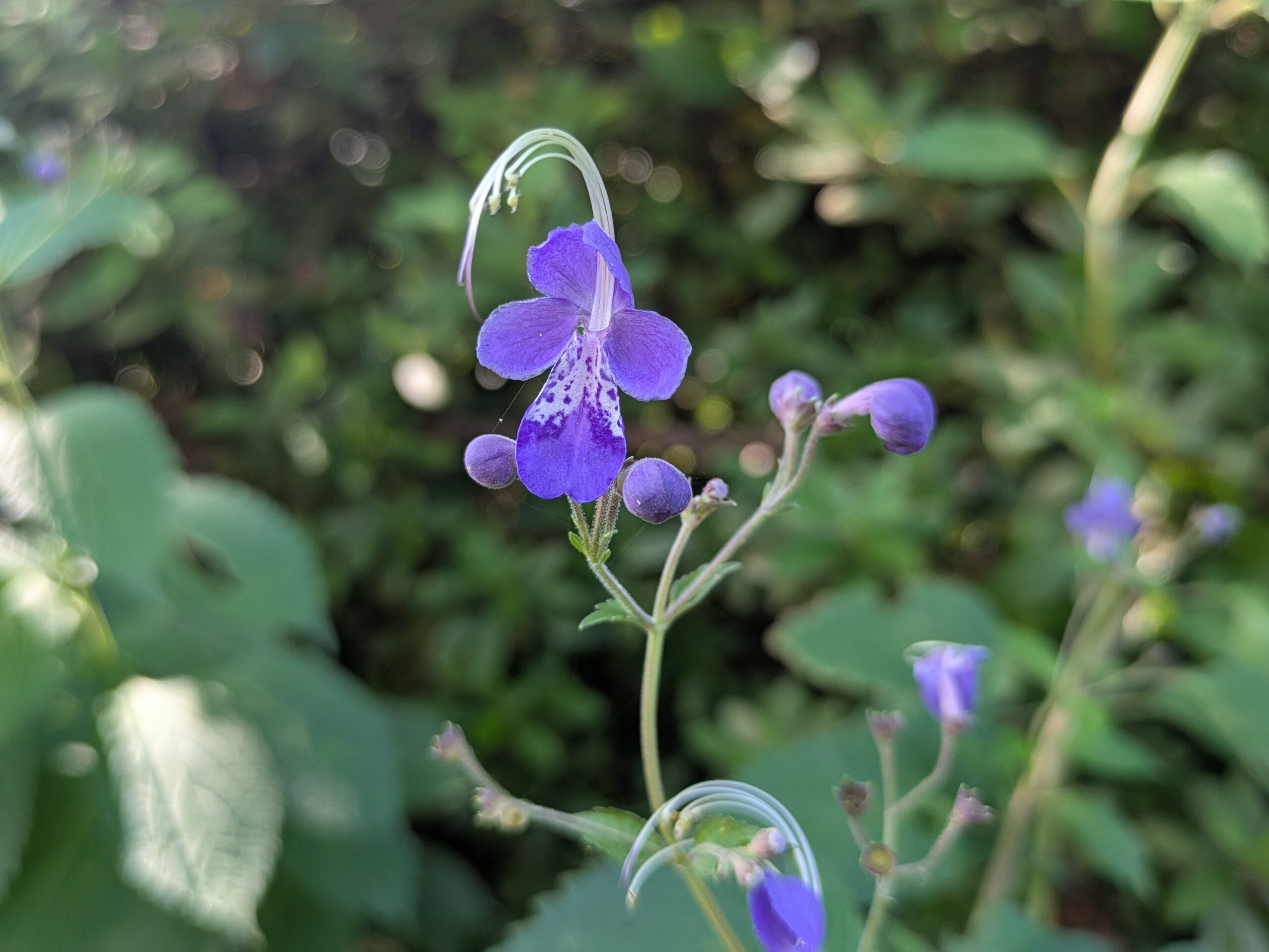 雄しべと雌しべが長く弧を描くカリガネソウの花