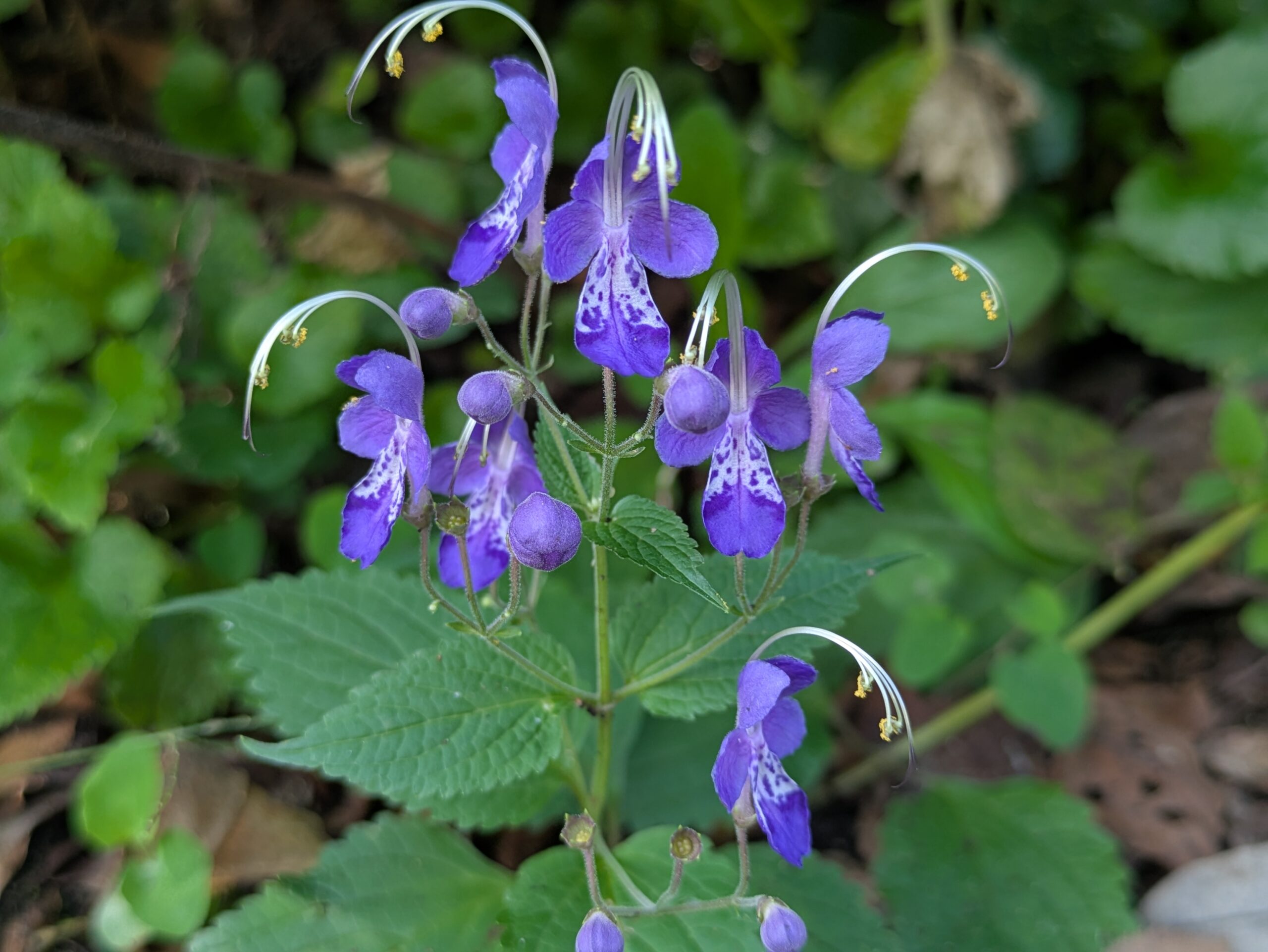 紫色の花を咲かせたカリガネソウの株