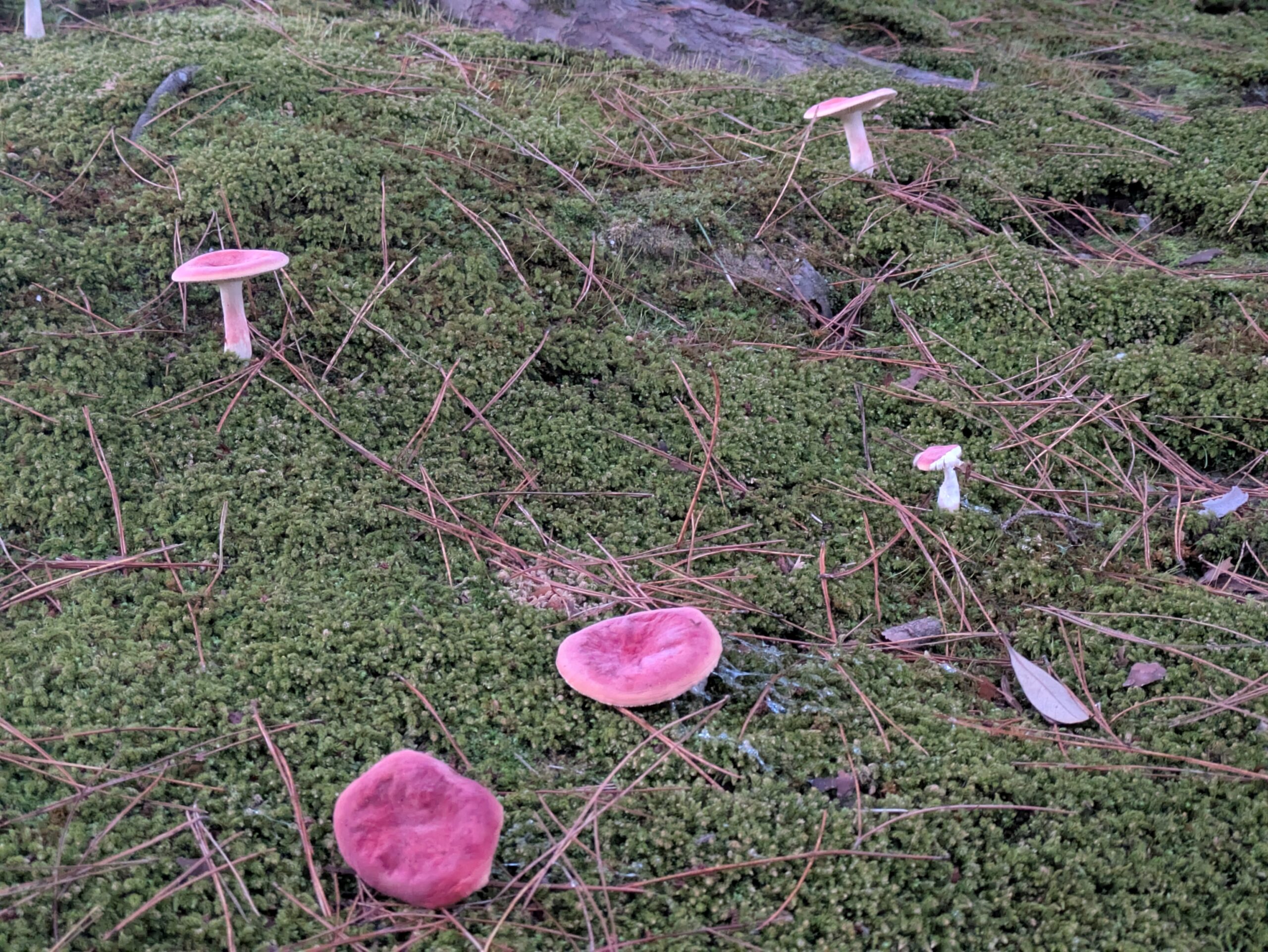 兼六園の苔の上に群生する赤紫色のキノコ
