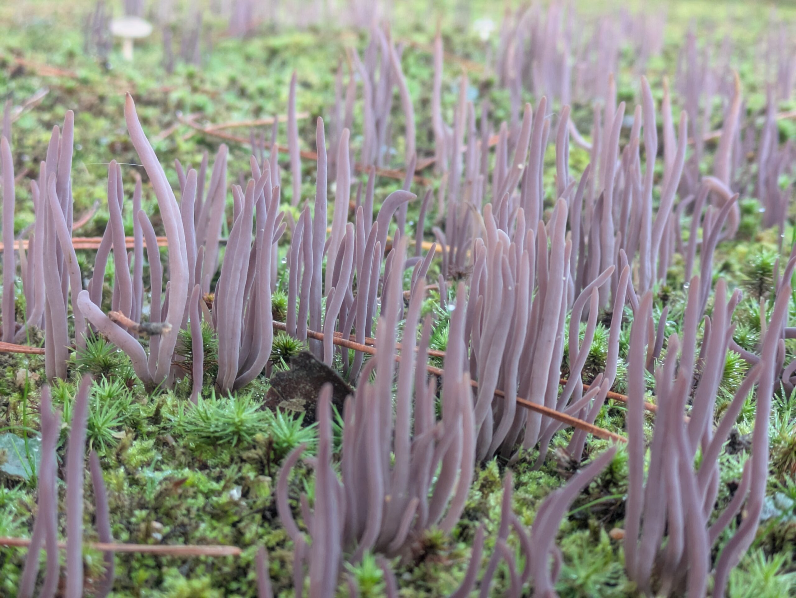 苔の間から束になって伸びるムラサキナギナタタケの拡大写真