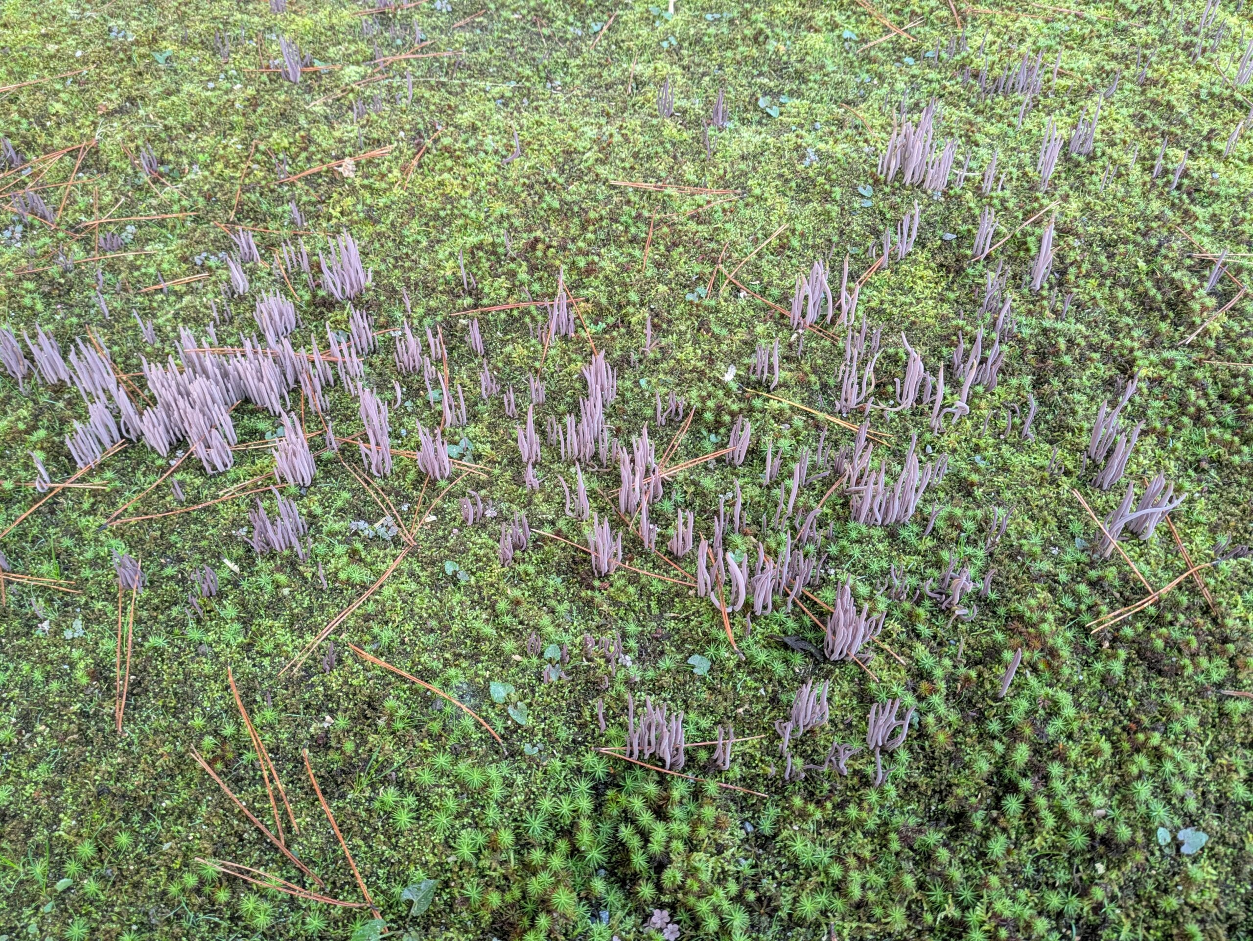 兼六園の苔の上に大量発生した紫色のムラサキナギナタタケ