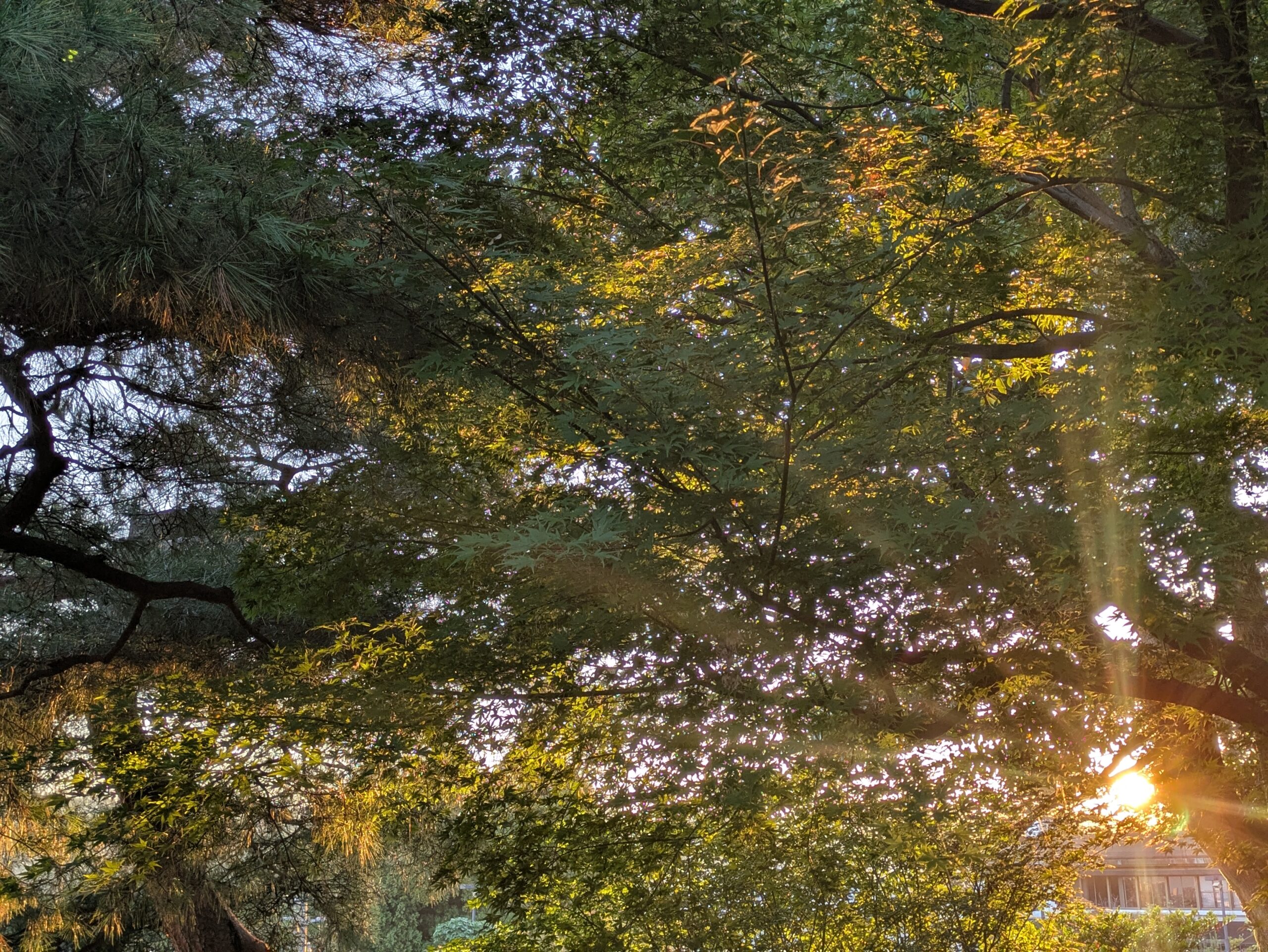 兼六園のモミジの葉の間から差し込む朝日