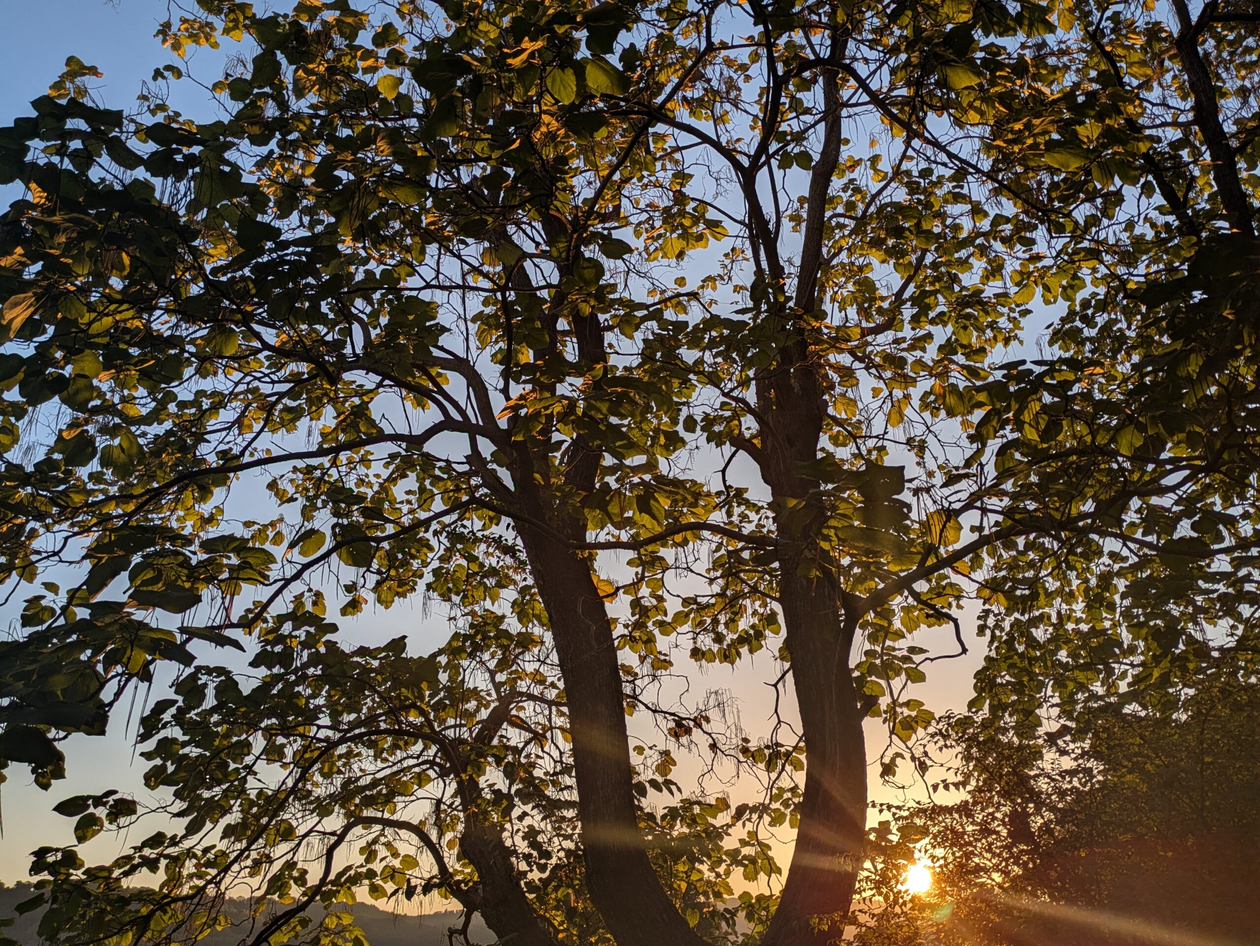兼六園のキササゲの葉と枝の向こうに見える朝日