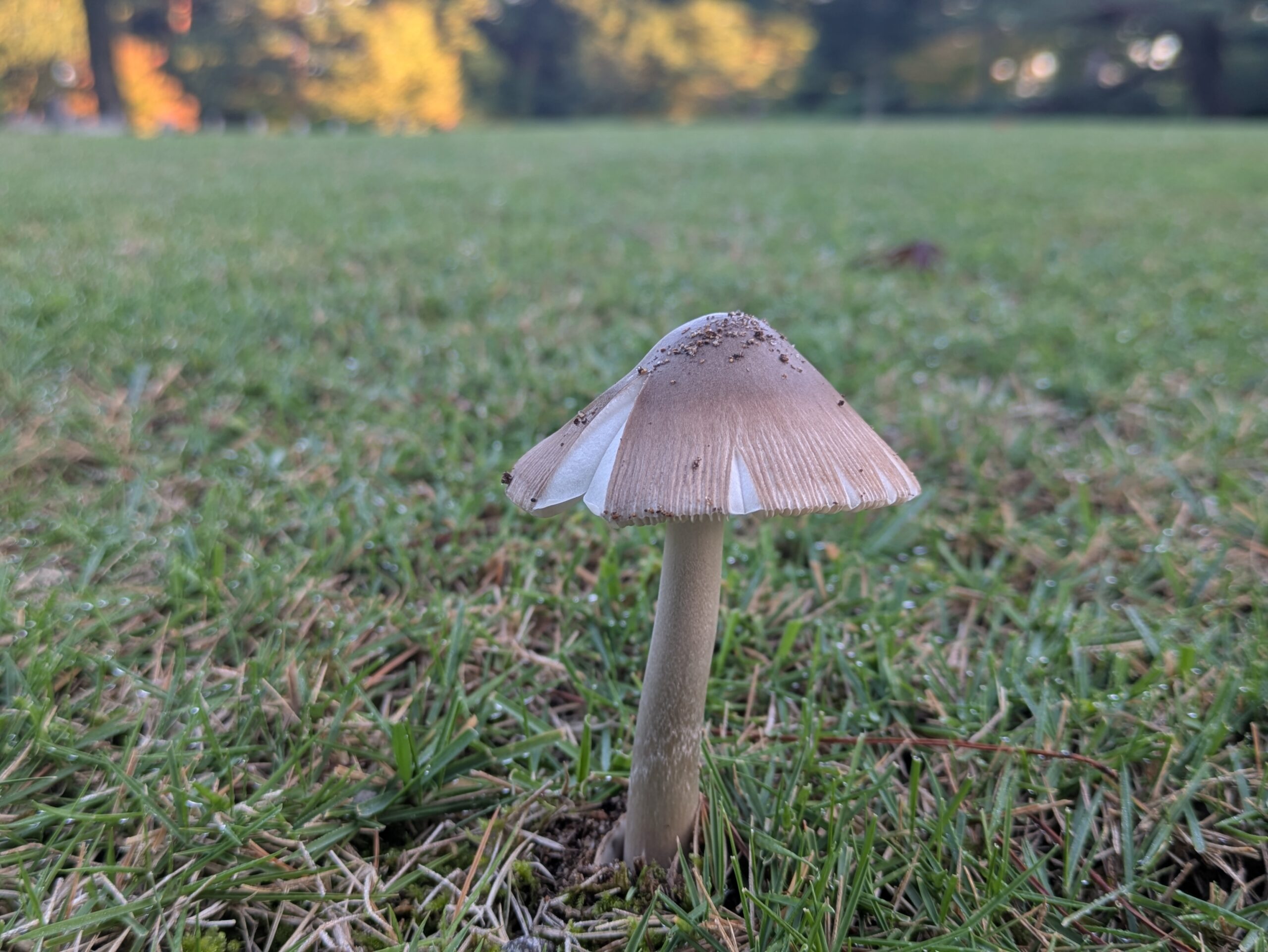 兼六園の芝生に生えていた傘の縁に筋があるキノコ