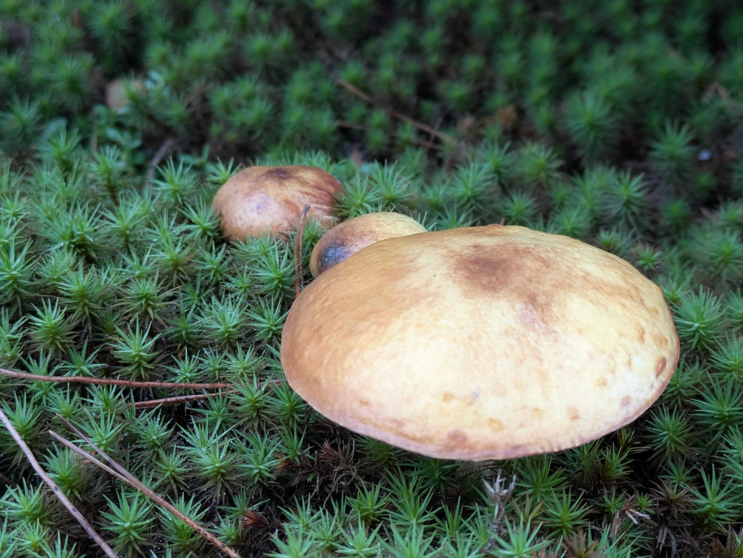 兼六園の苔の上に生えていた黄褐色の大きなキノコ