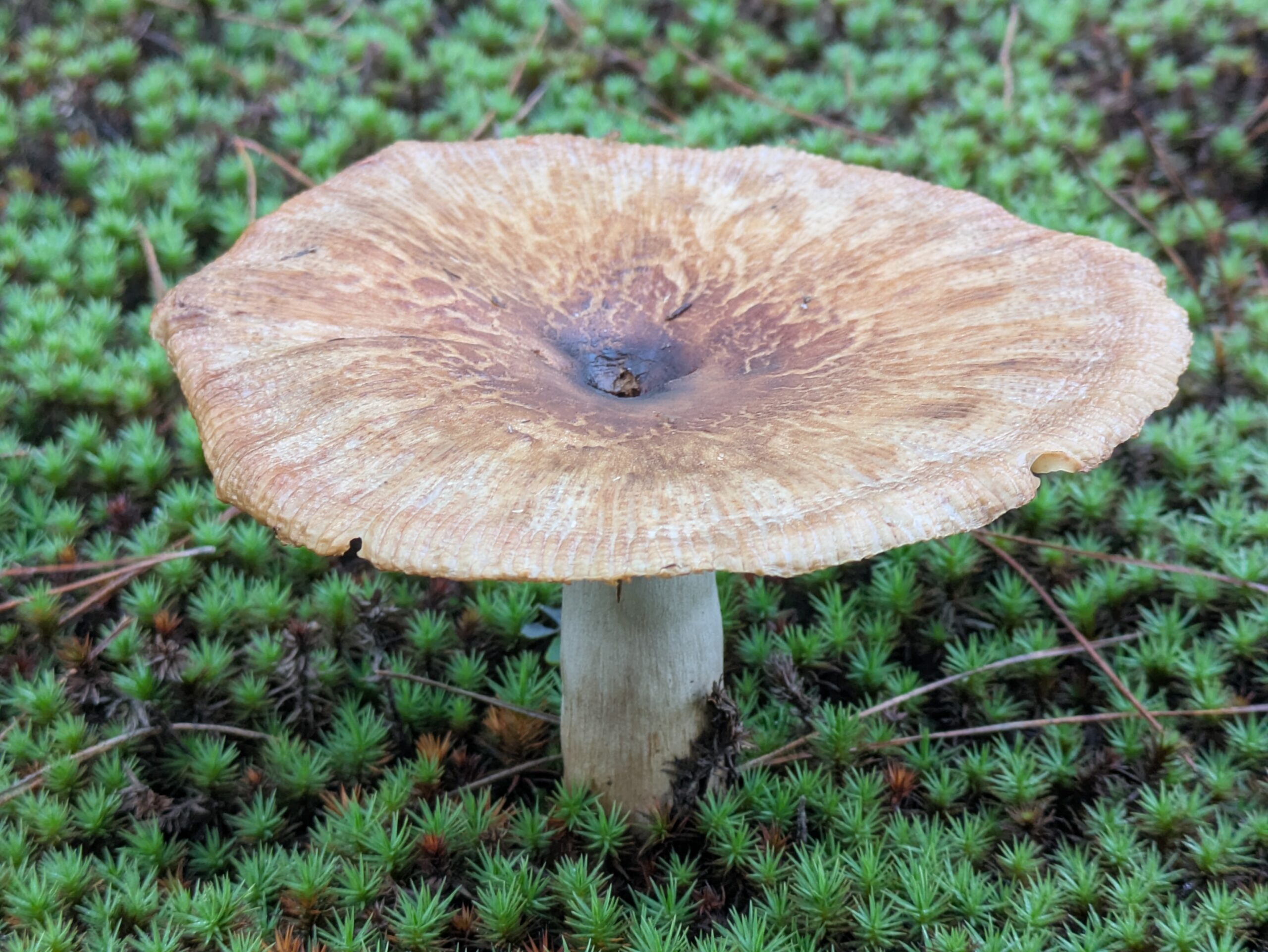 兼六園の苔の上に生えた中央がくぼんだ茶色いキノコ