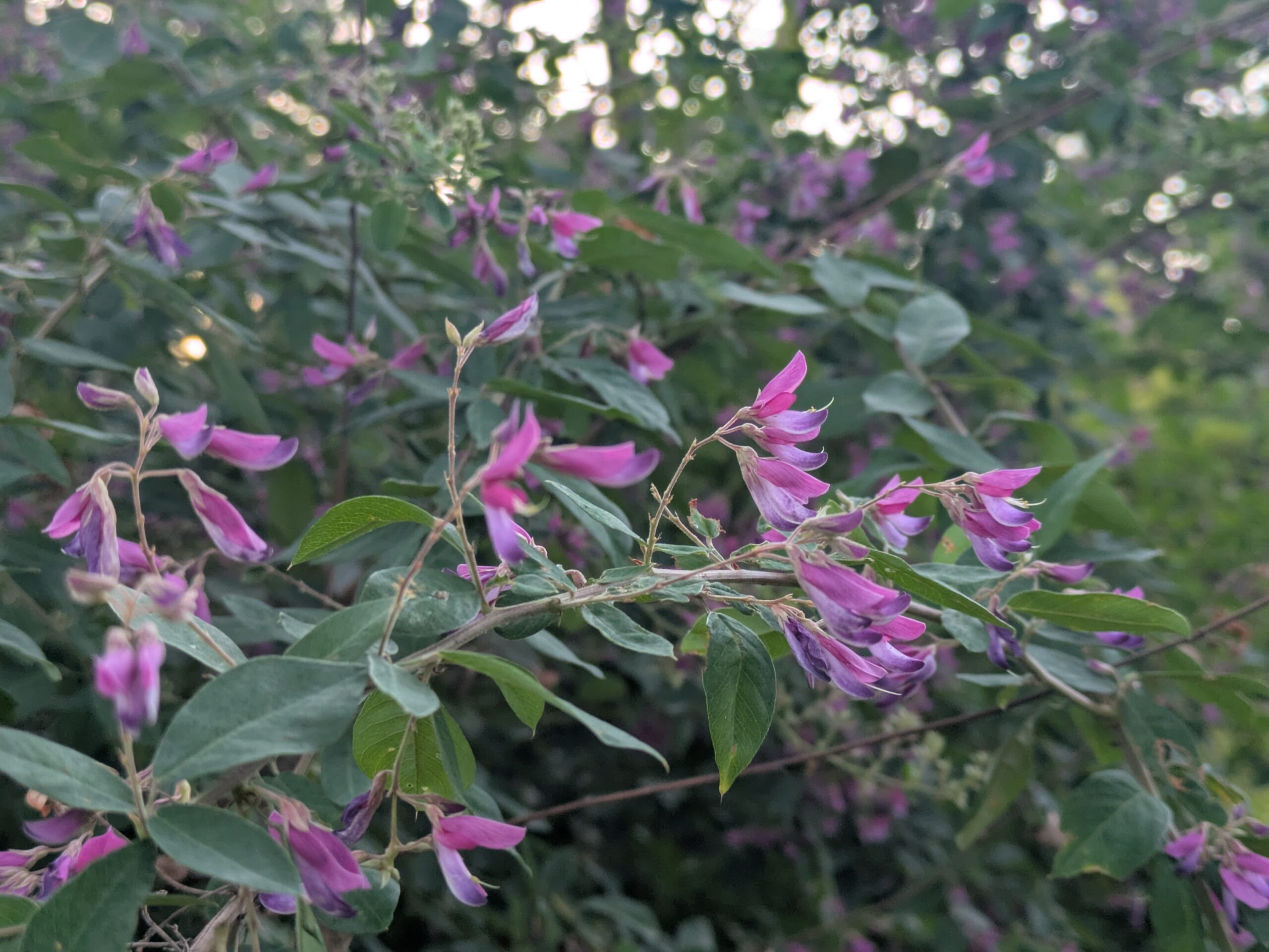 兼六園で咲いていた紫色のハギの花