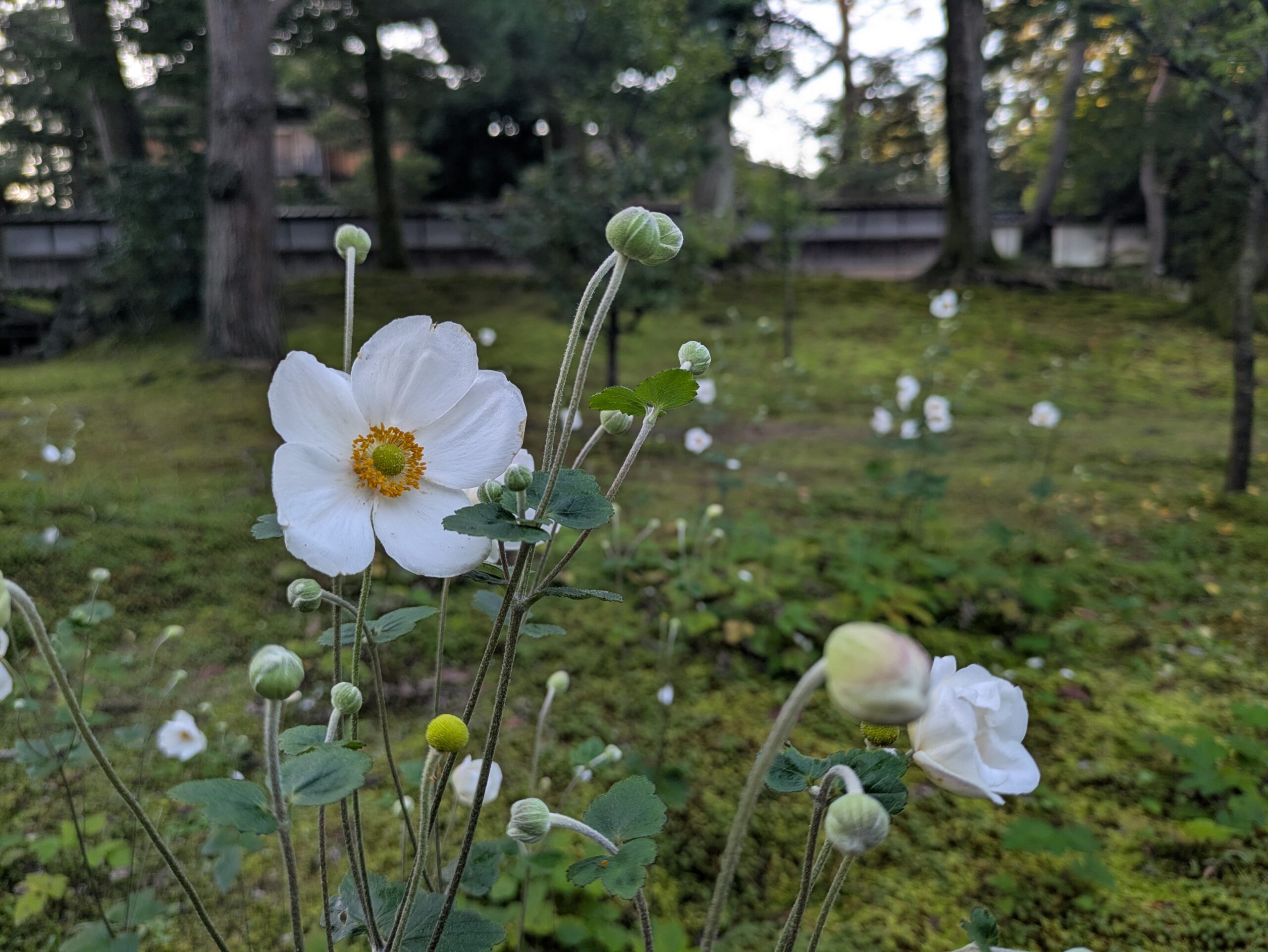 兼六園で咲き始めた白いシュウメイギクと丸いつぼみ