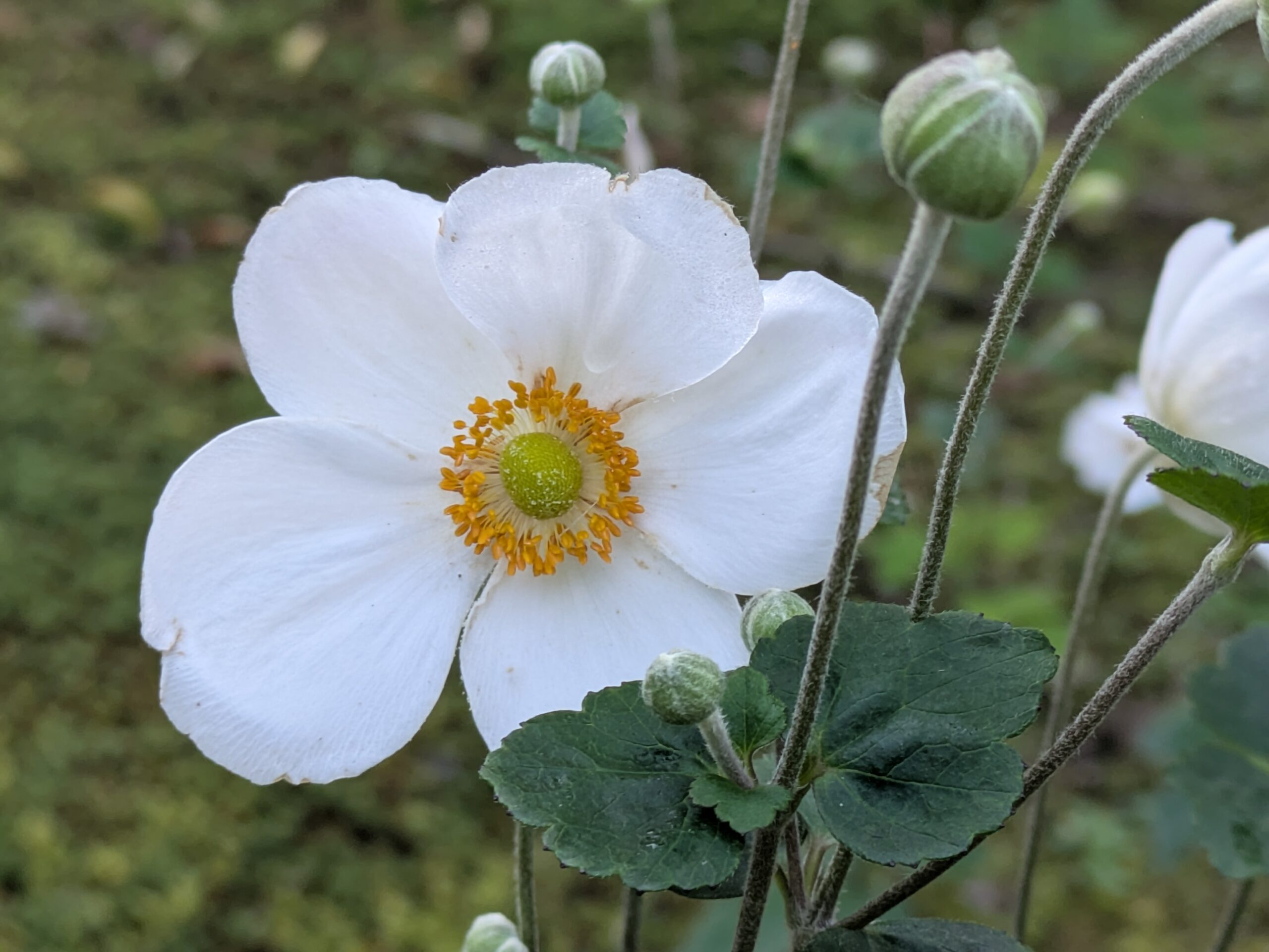 白い花弁状の萼片と黄色い雄しべが美しいシュウメイギクの花