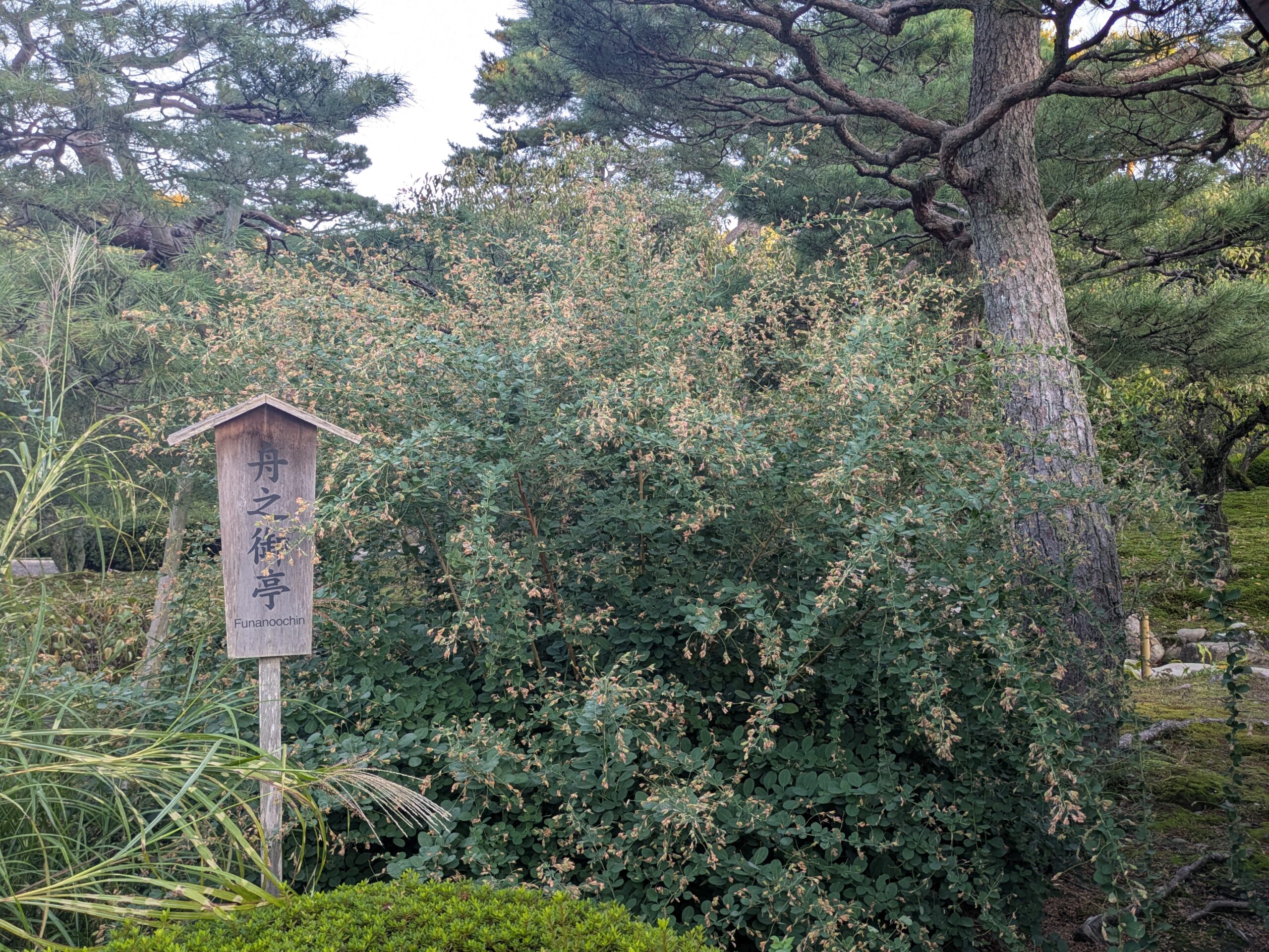 兼六園の舟之御亭付近に植えられたハギの大きな株