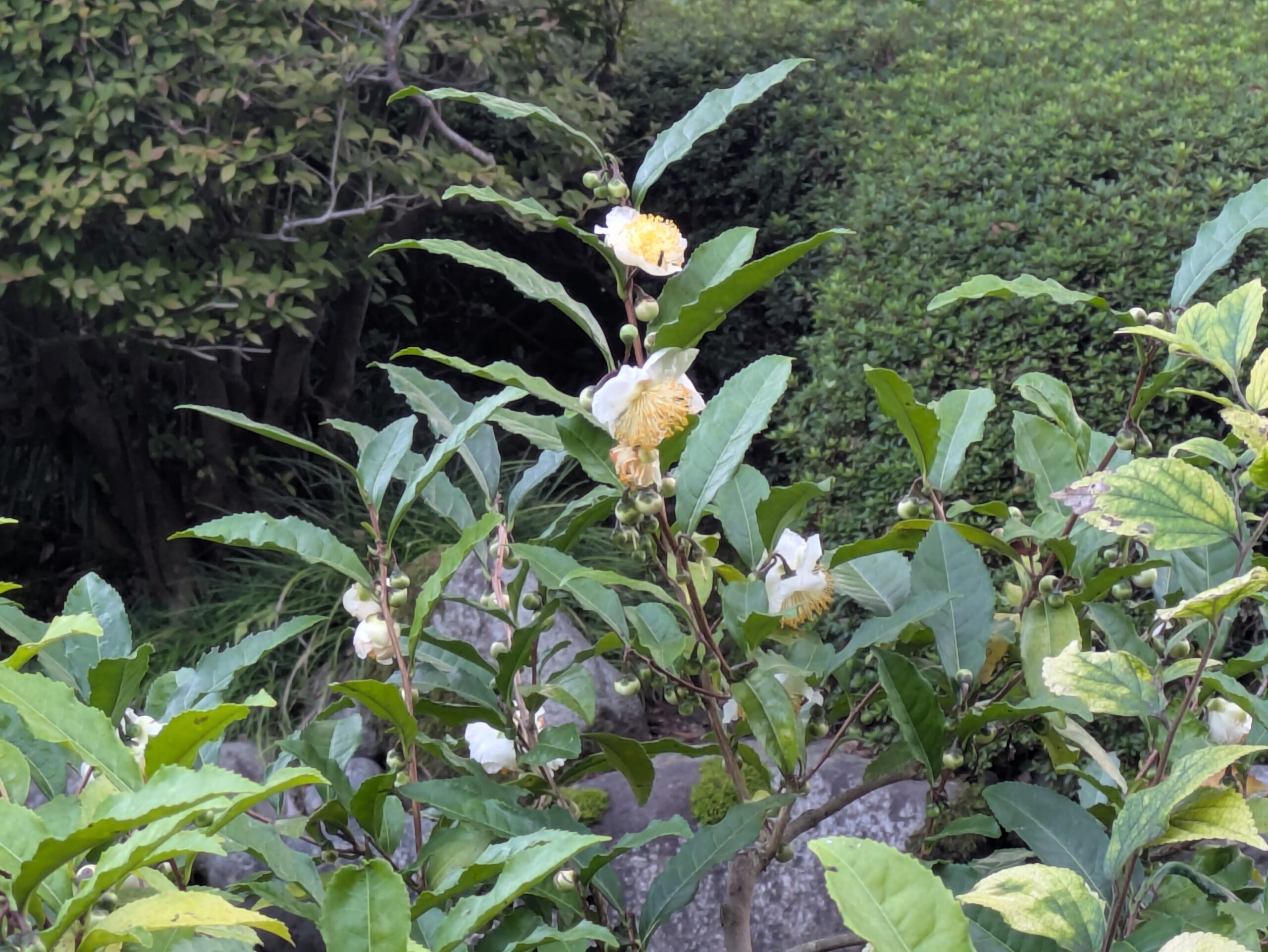 兼六園で白い花を咲かせたチャノキとたくさんのつぼみ
