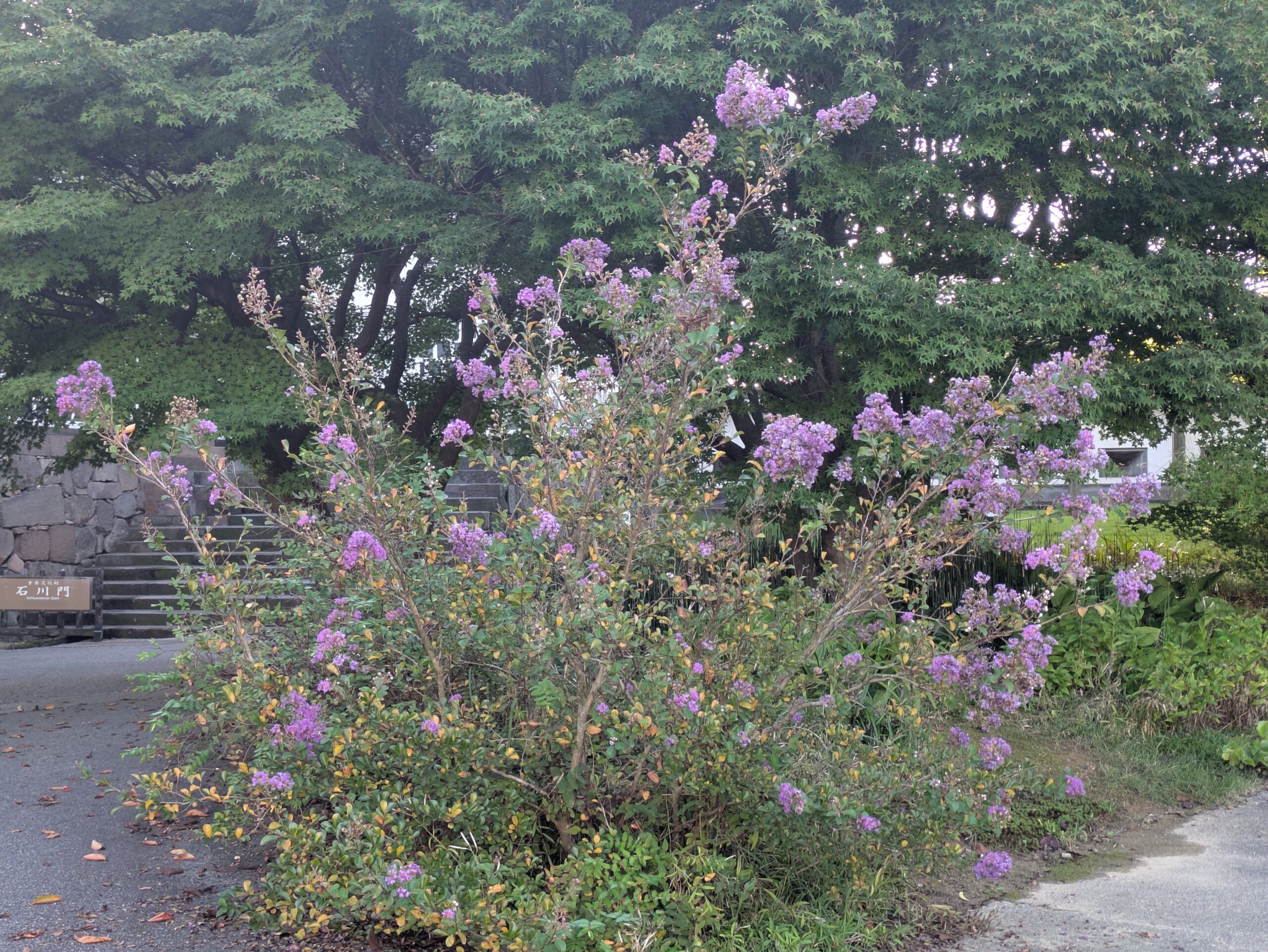 10月の金沢城公園で紫色の花を咲かせるサルスベリ