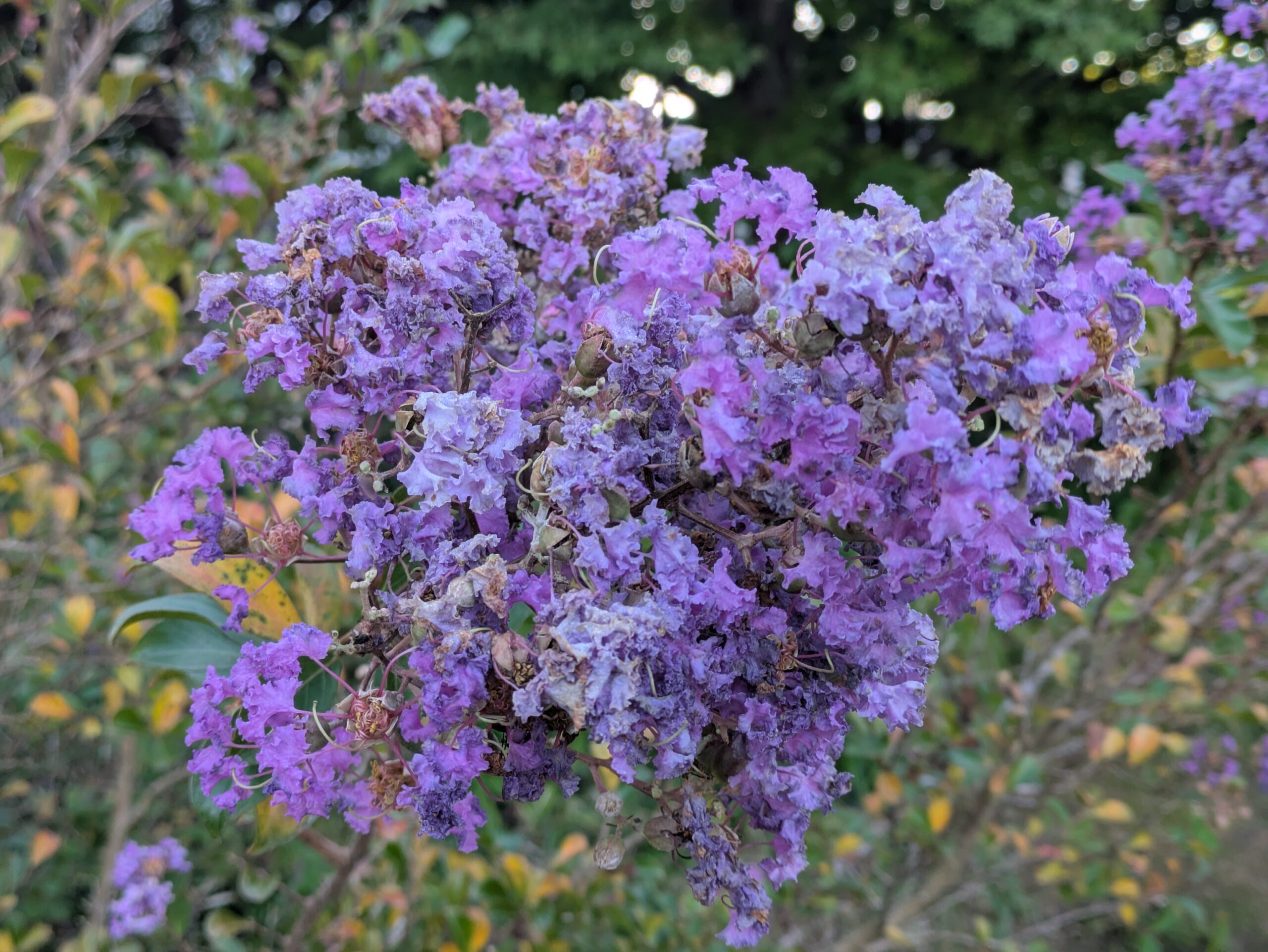 サルスベリの紫色の花としおれ始めた花房