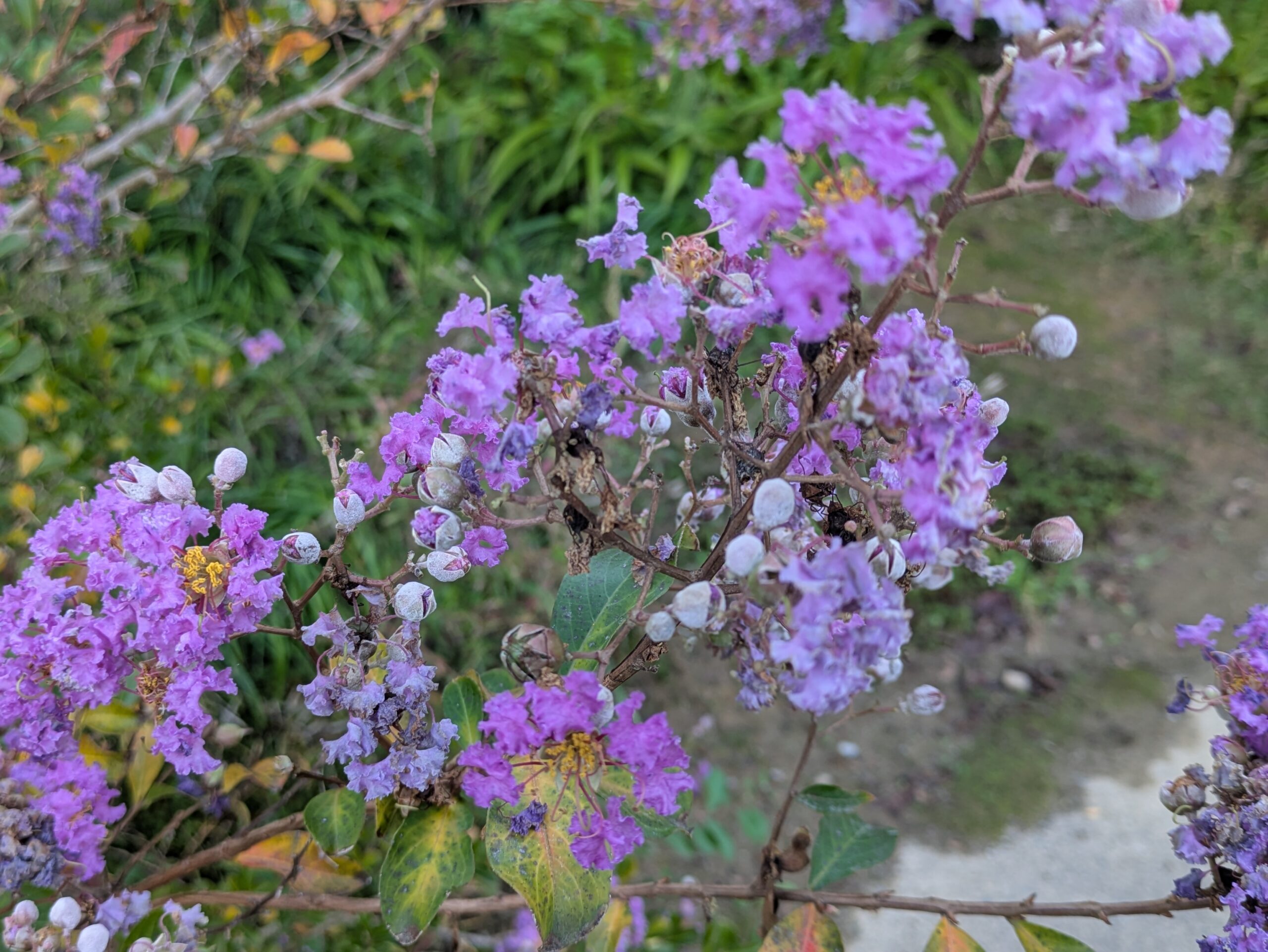 サルスベリの花と丸いつぼみや若い実