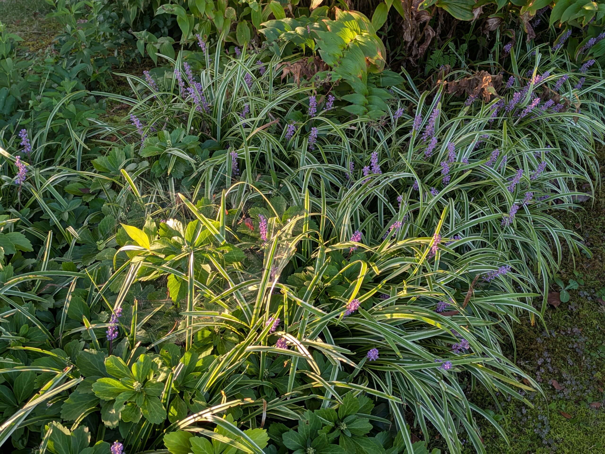 金沢城公園の植え込みに咲くヤブランの紫色の花穂