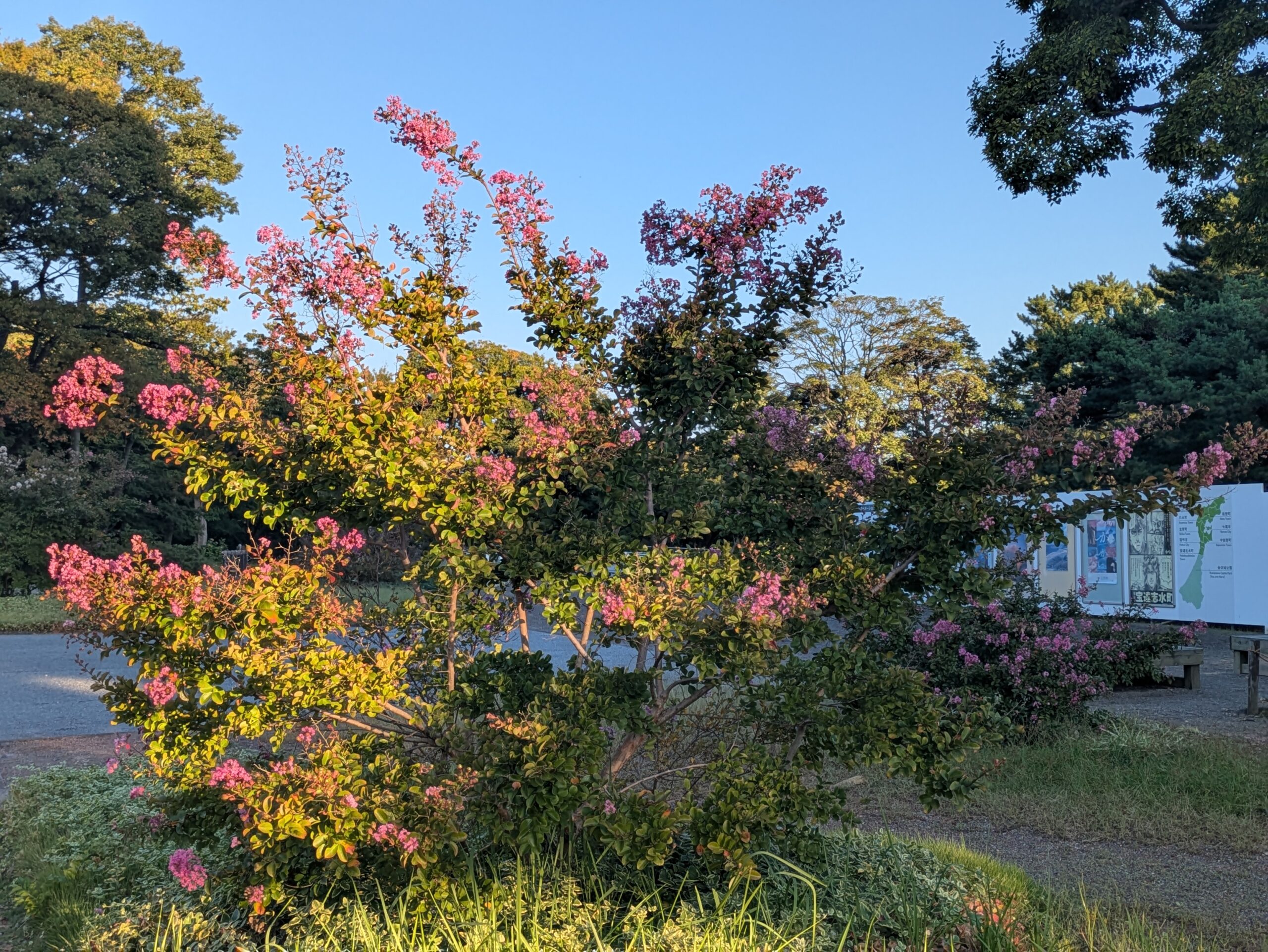 朝日に照らされた金沢城公園のサルスベリの花