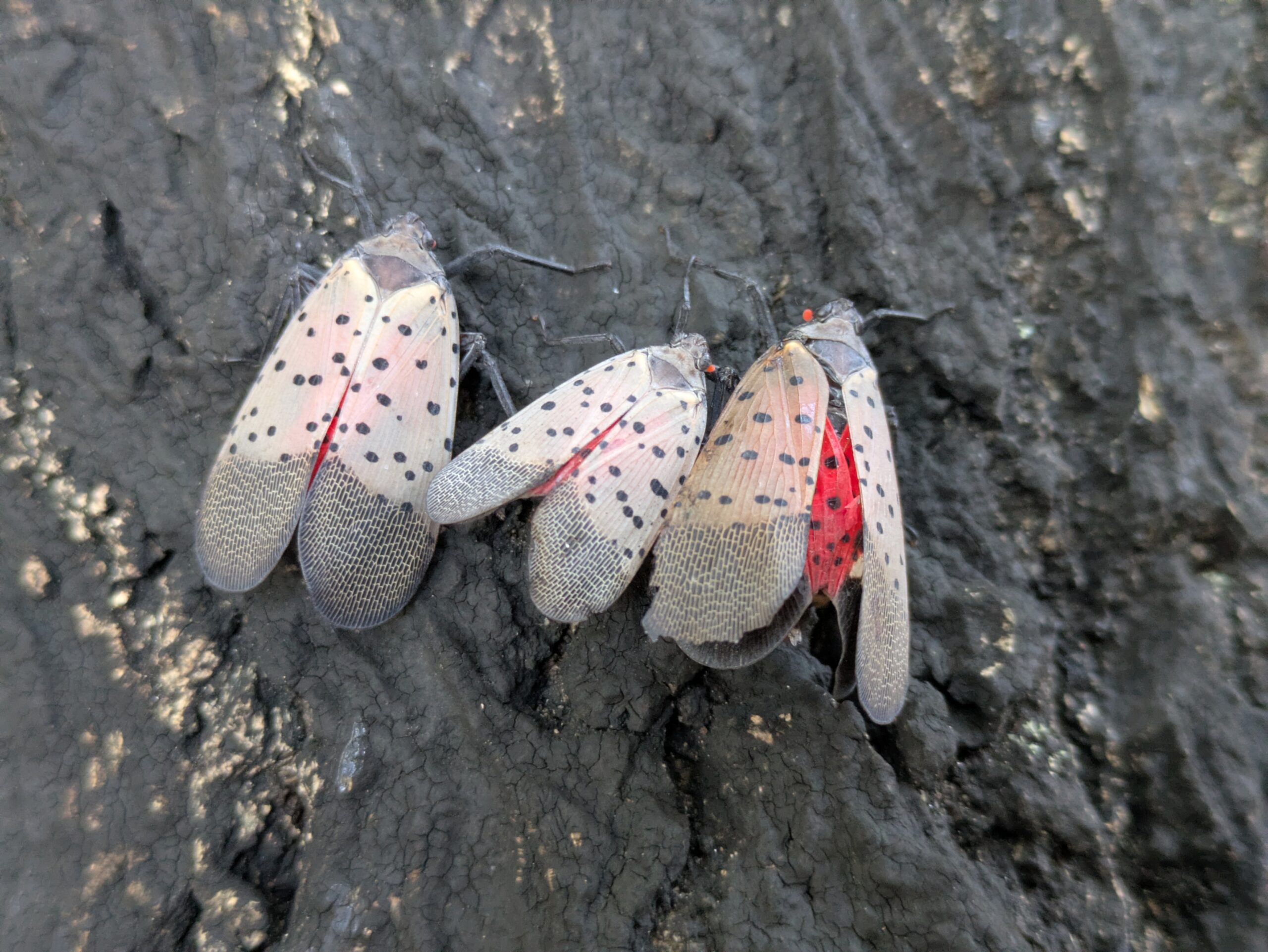 ニワウルシの幹に並ぶ3匹のシタベニハゴロモの成虫