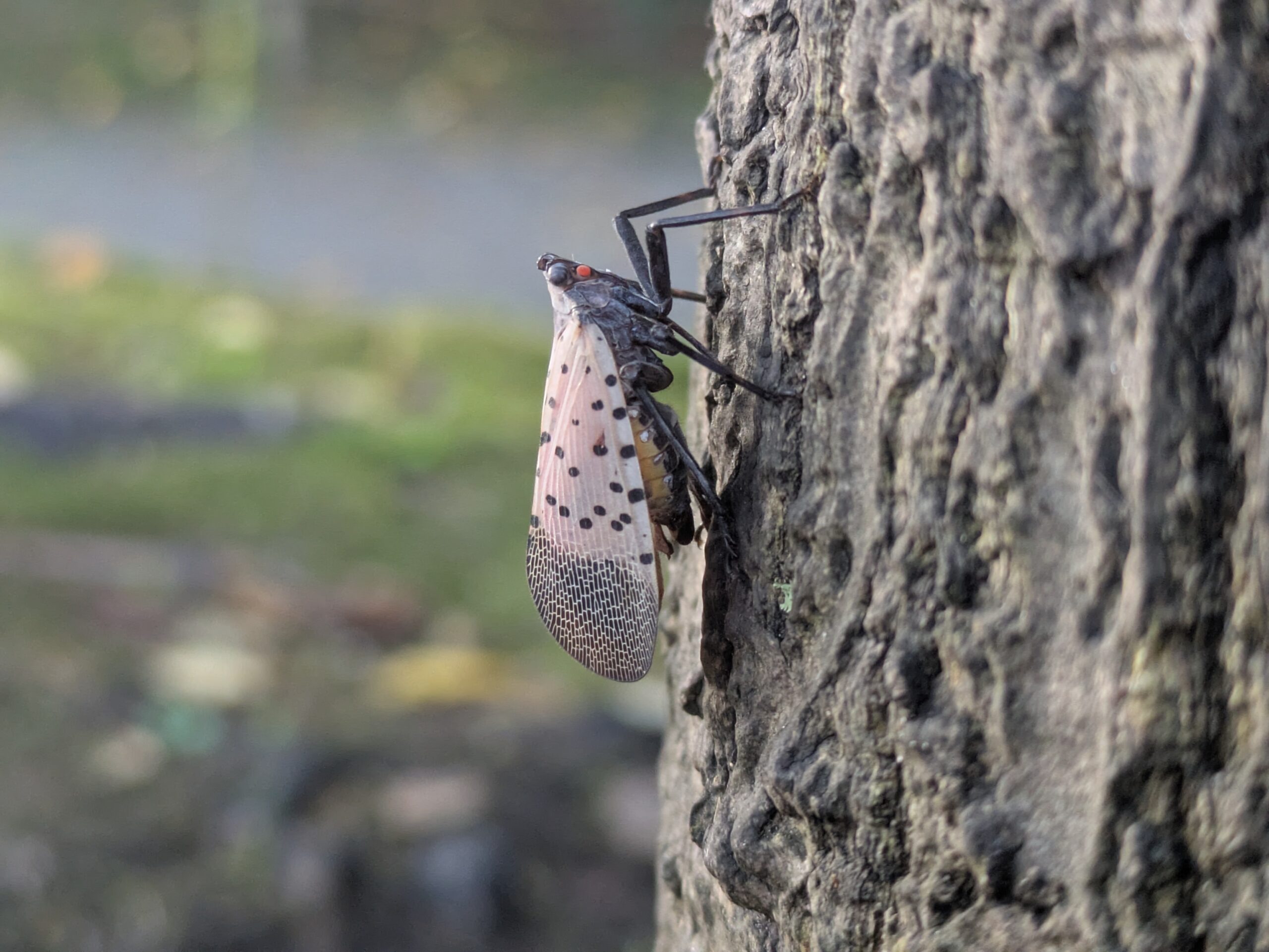 ニワウルシの幹にとまるシタベニハゴロモの成虫の側面
