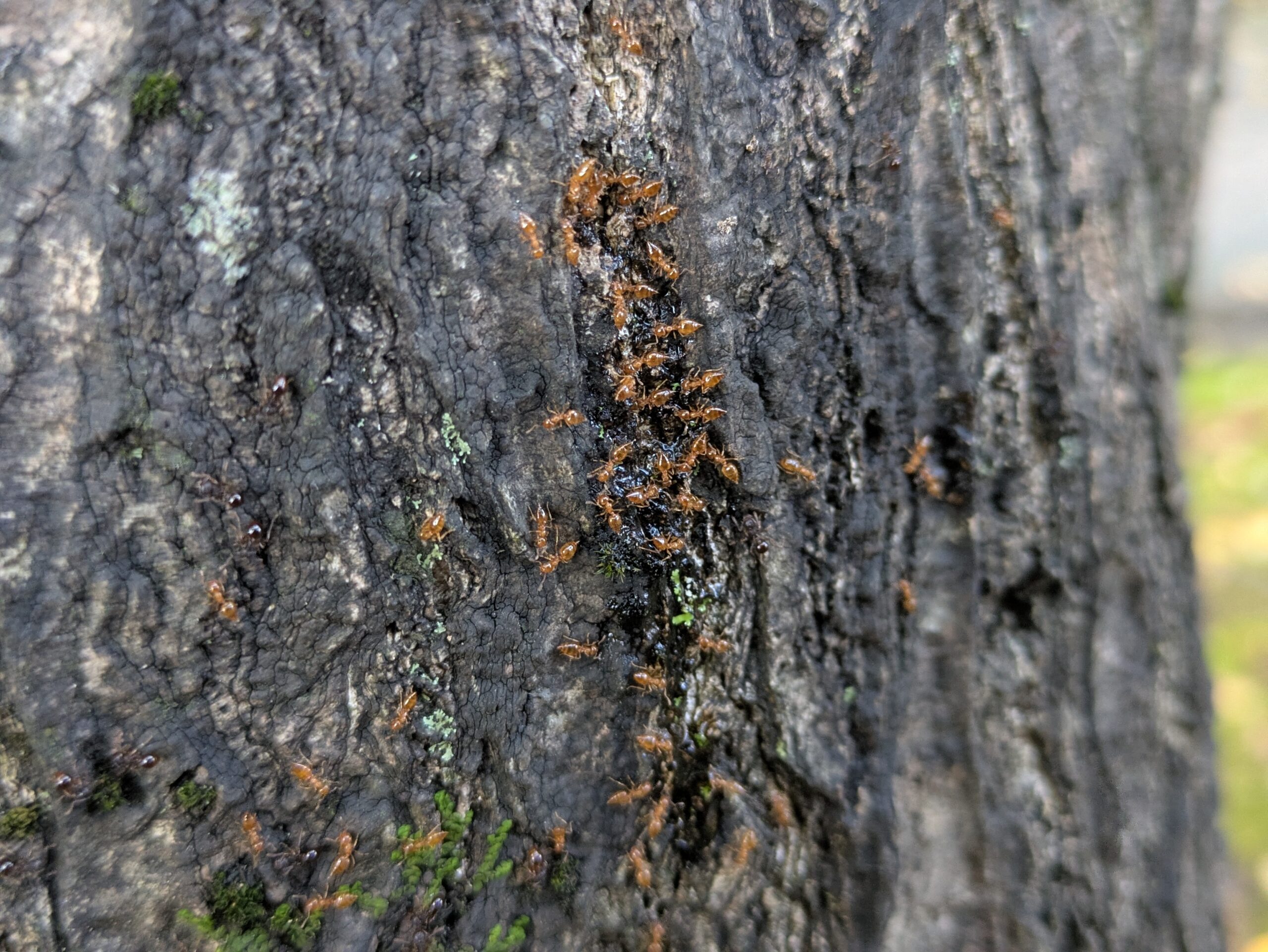 ニワウルシの幹の樹液付近に集まる小さな茶色いアリの群れ