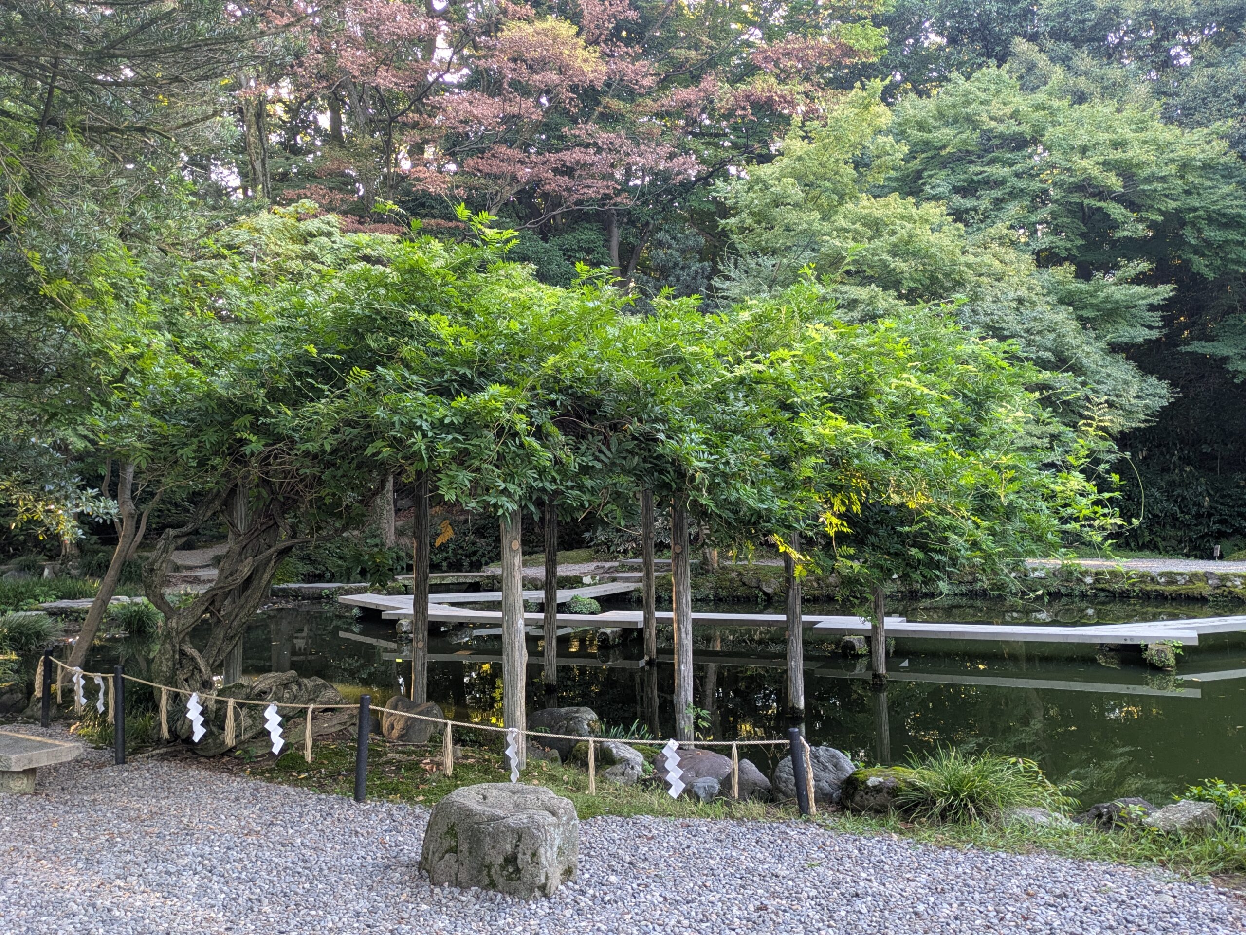尾山神社の神苑で池の上に枝葉を広げる藤棚