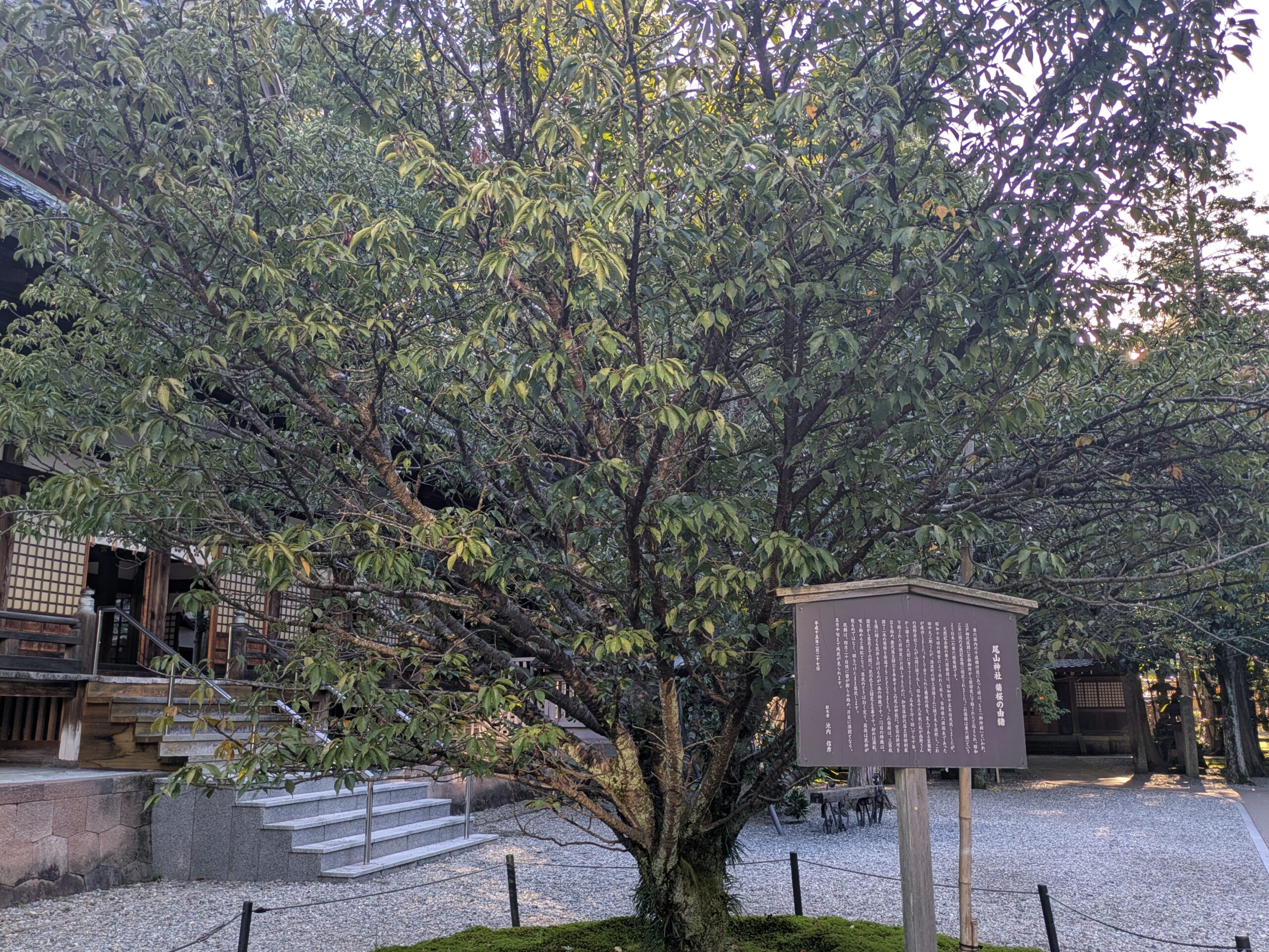 尾山神社の境内にある菊桜の木と由来を記した案内板