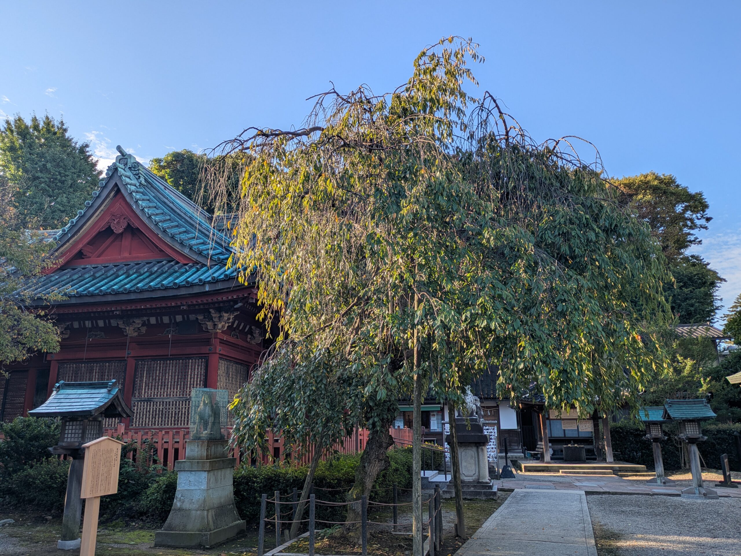 尾崎神社の拝殿前に植えられた枝垂れ桜