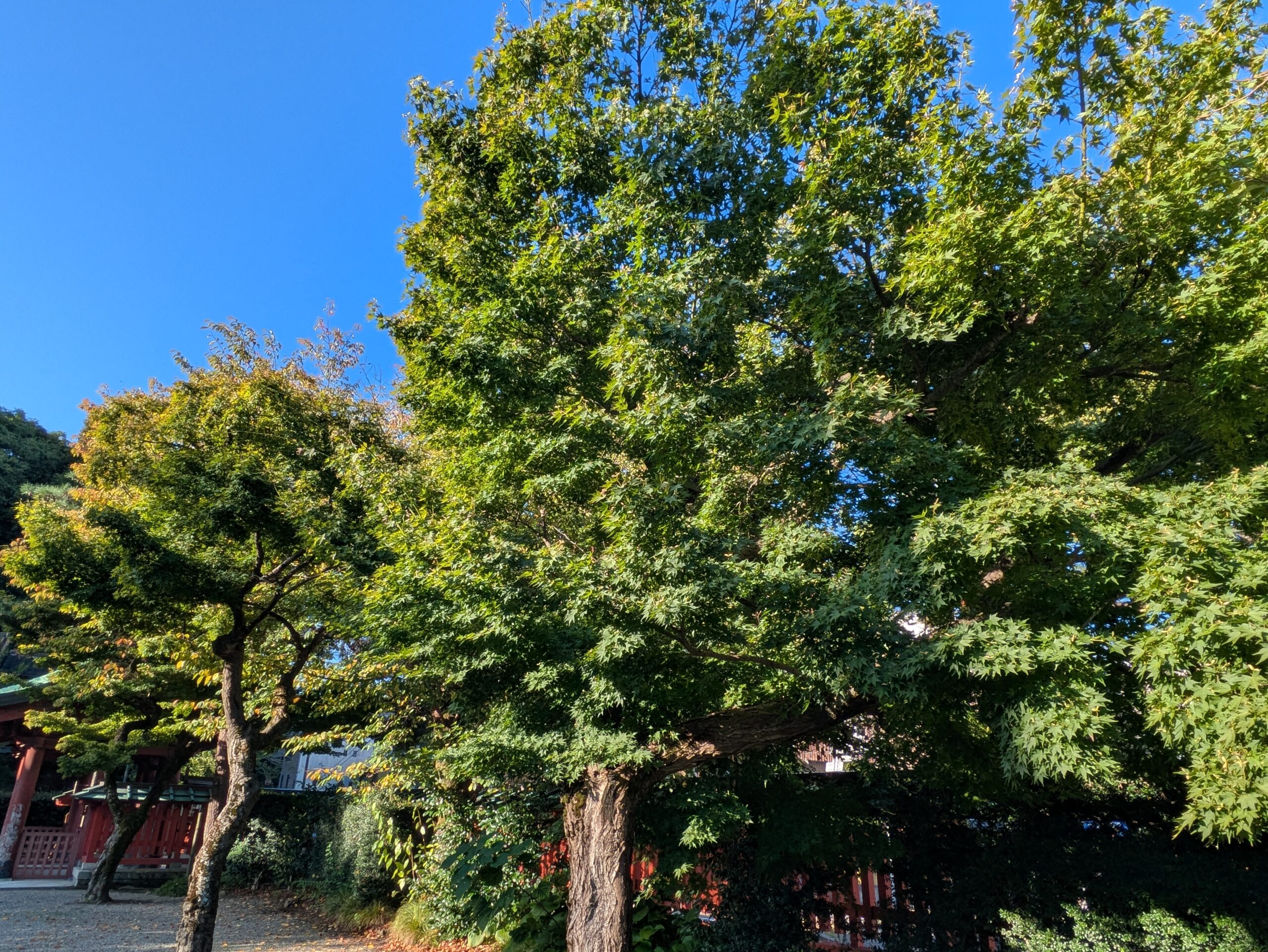 10月初旬の尾崎神社でまだ緑色の葉をつけているモミジ
