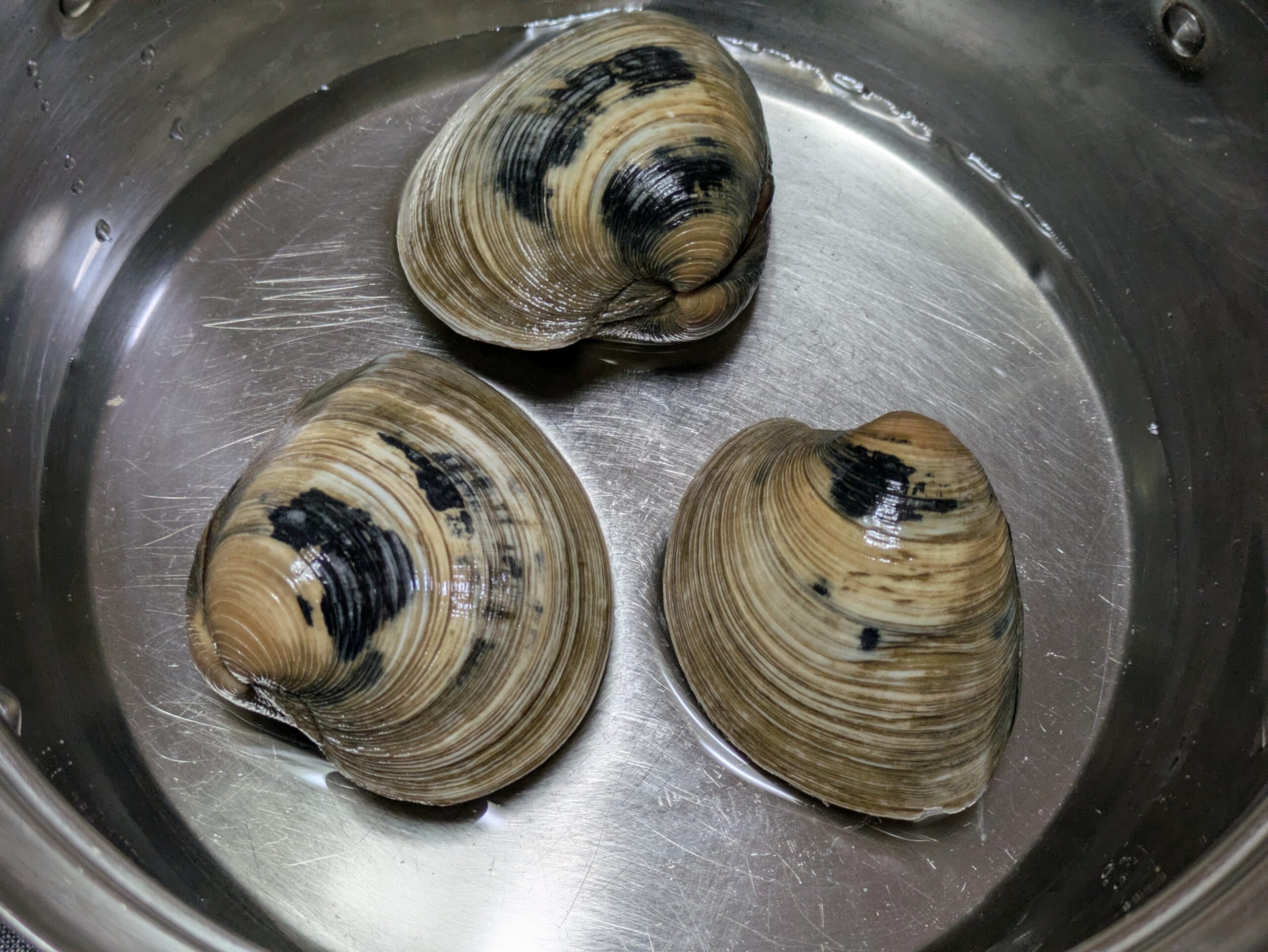 鍋にホンビノス貝3個と水と酒を入れた様子