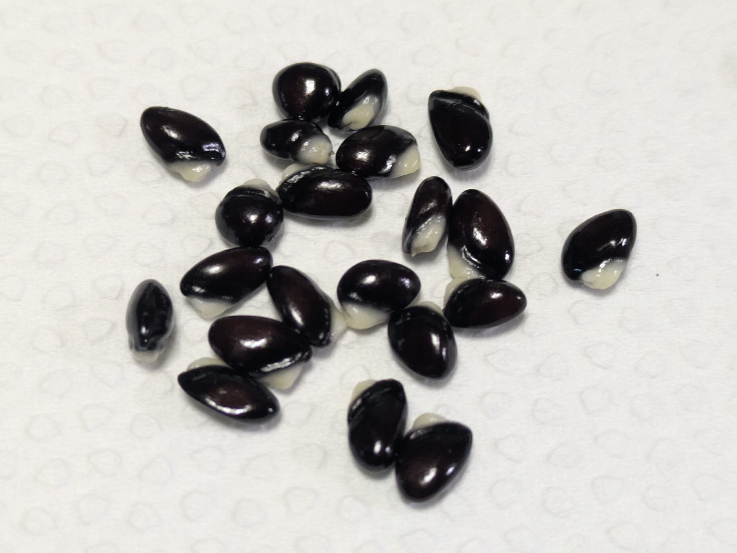 アケビの果肉から取り出した黒く光沢のある硬い種子