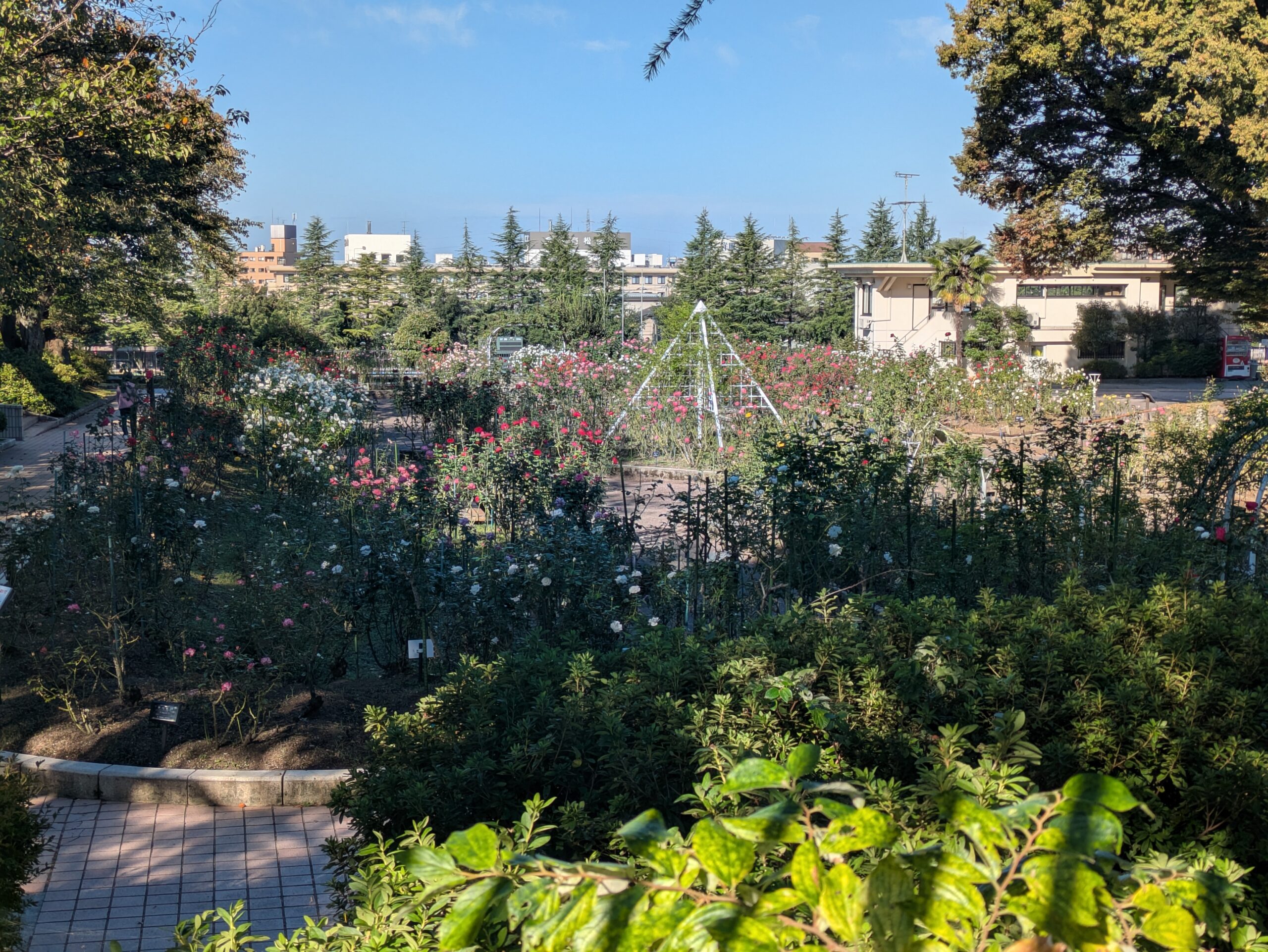 10月の金沢南総合運動公園バラ園の全景
