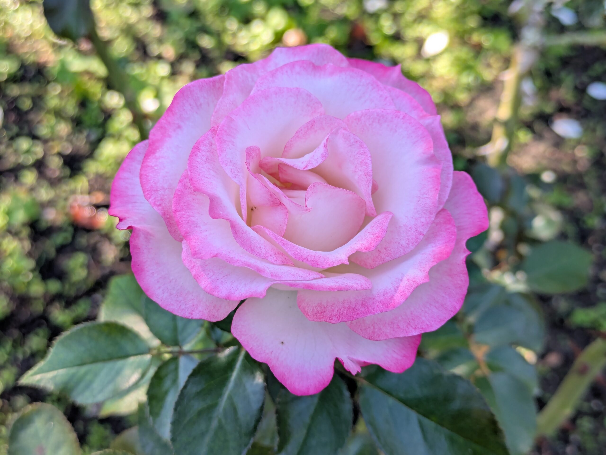 白い花びらの縁がピンク色に染まったバラ