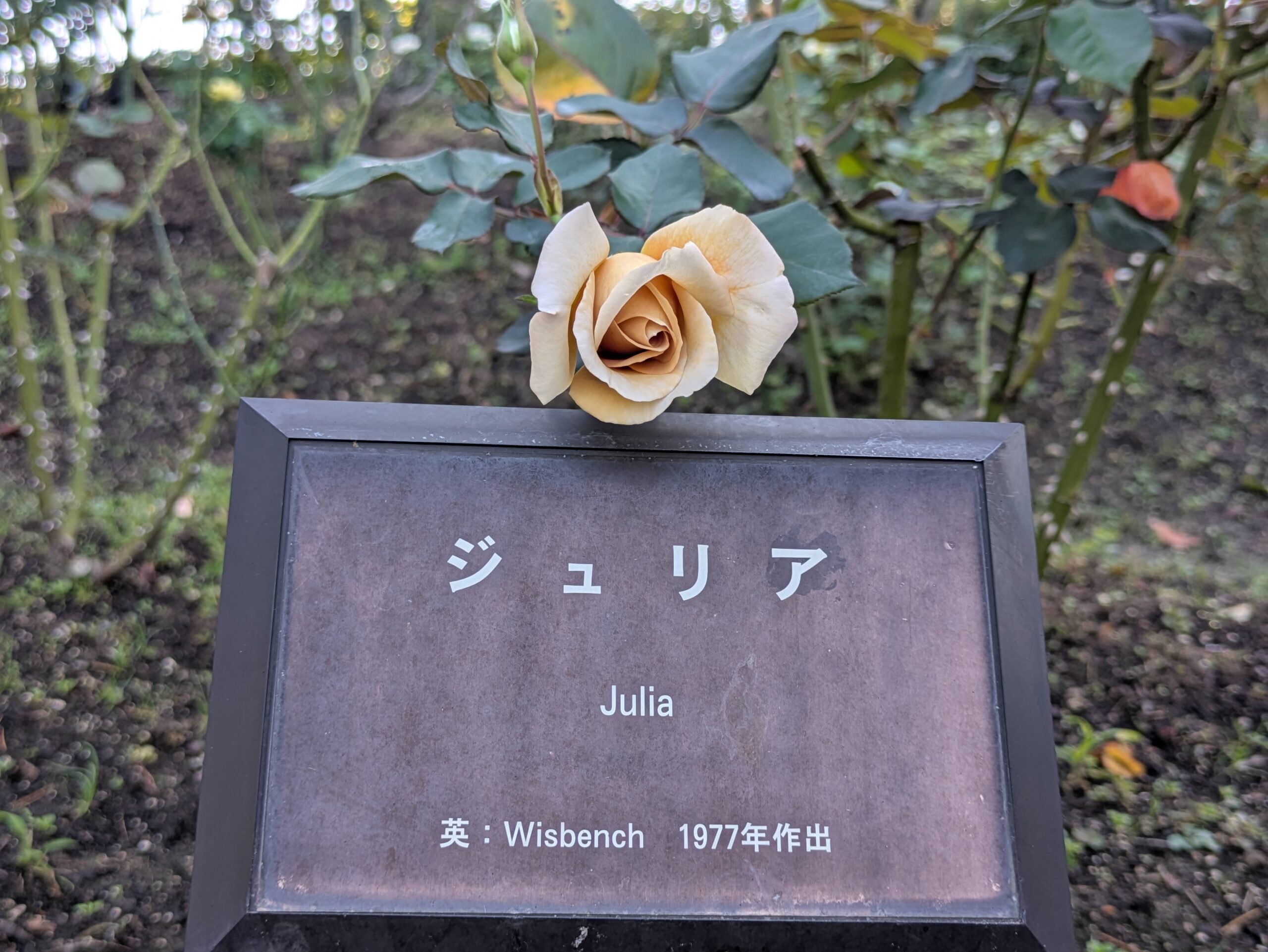 ジュリアという品種の茶色がかった淡い色のバラと品種名の案内板