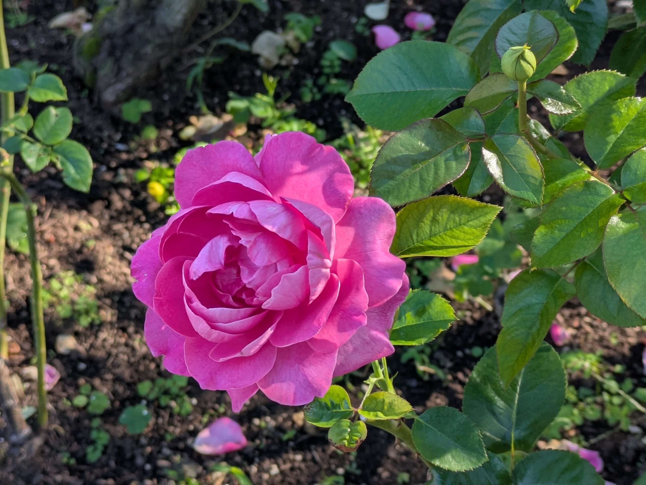 濃いピンク色の花びらが重なったバラ
