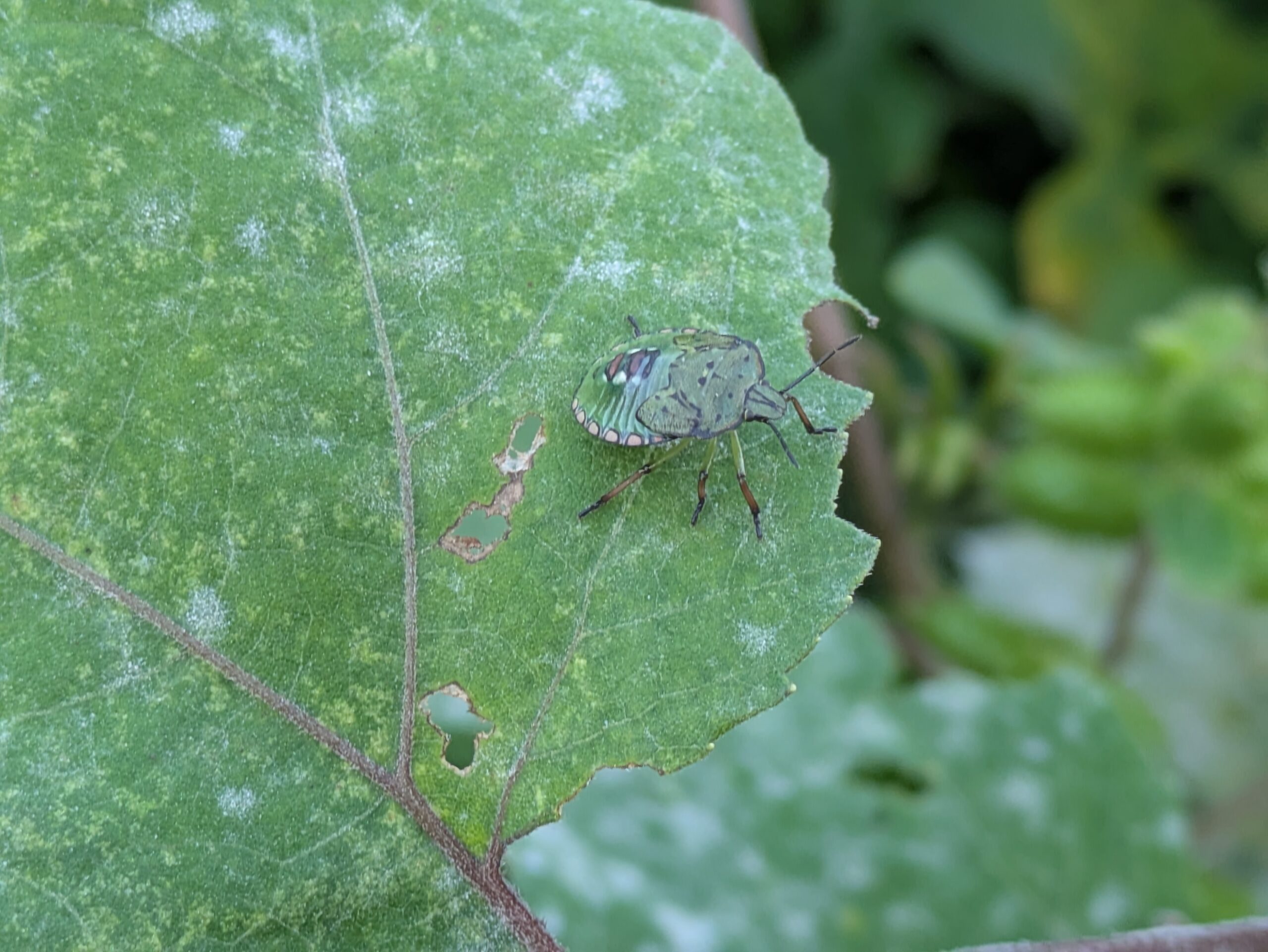 オオオナモミの葉に止まっていた緑色のカメムシの幼虫
