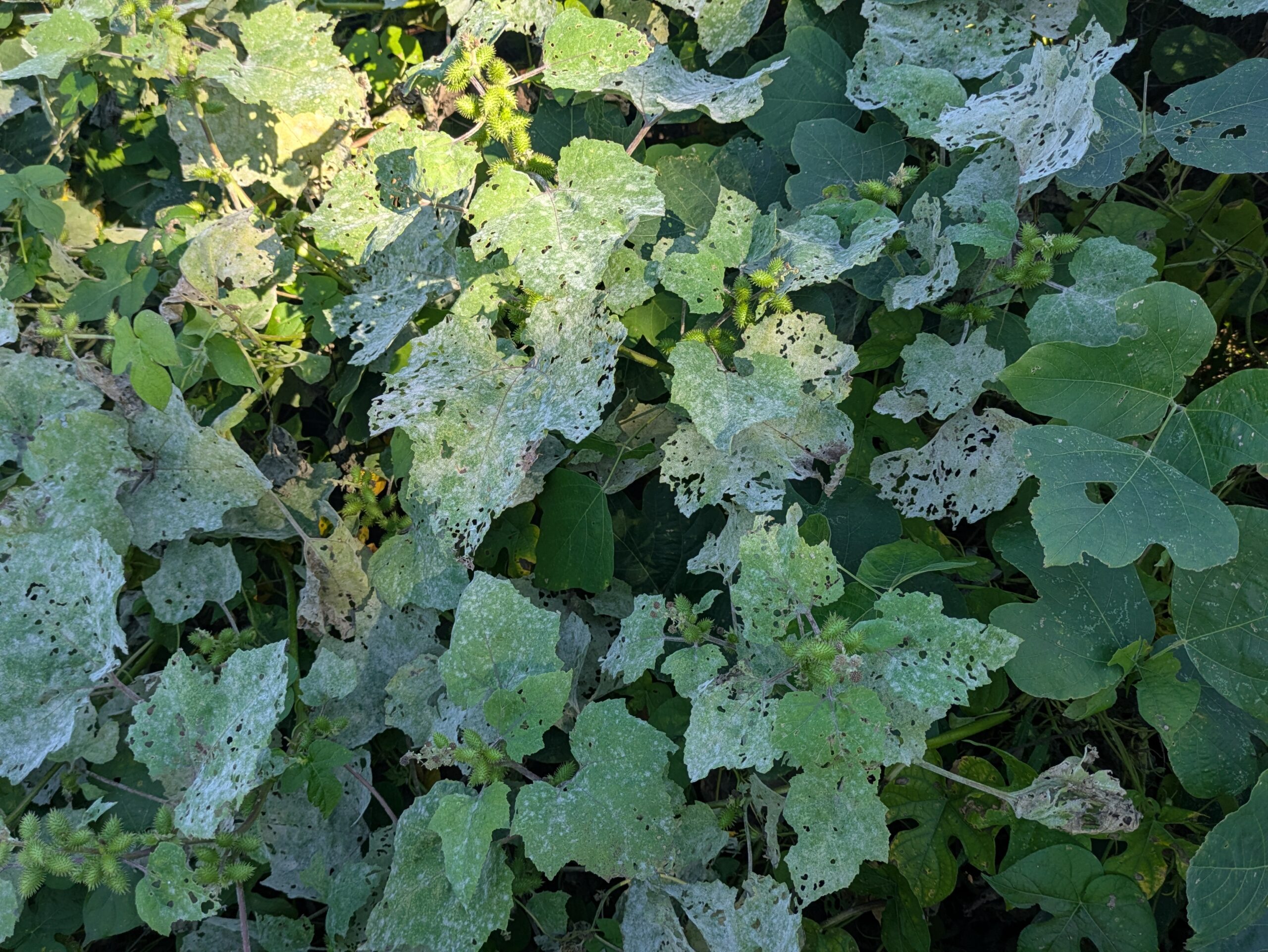 虫食いによって穴だらけになったオオオナモミの葉