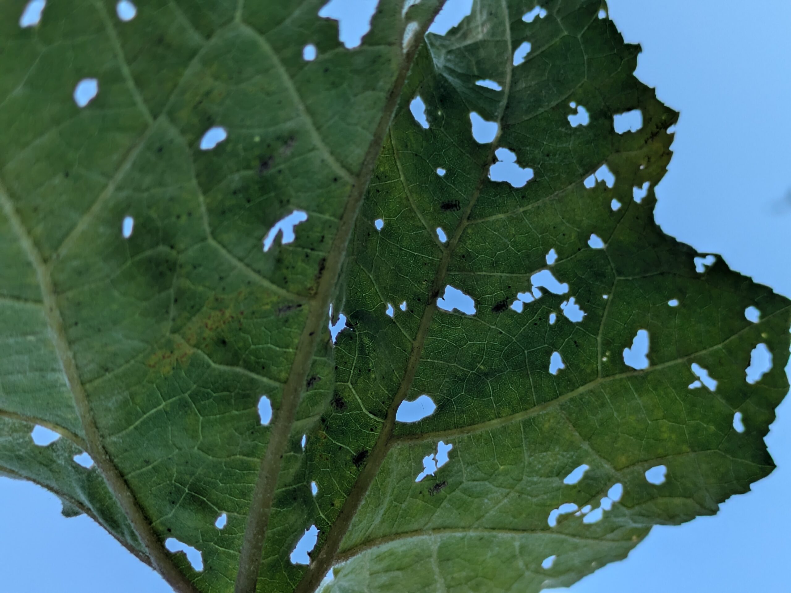虫食い穴が多数ある葉の裏側についた小さな昆虫