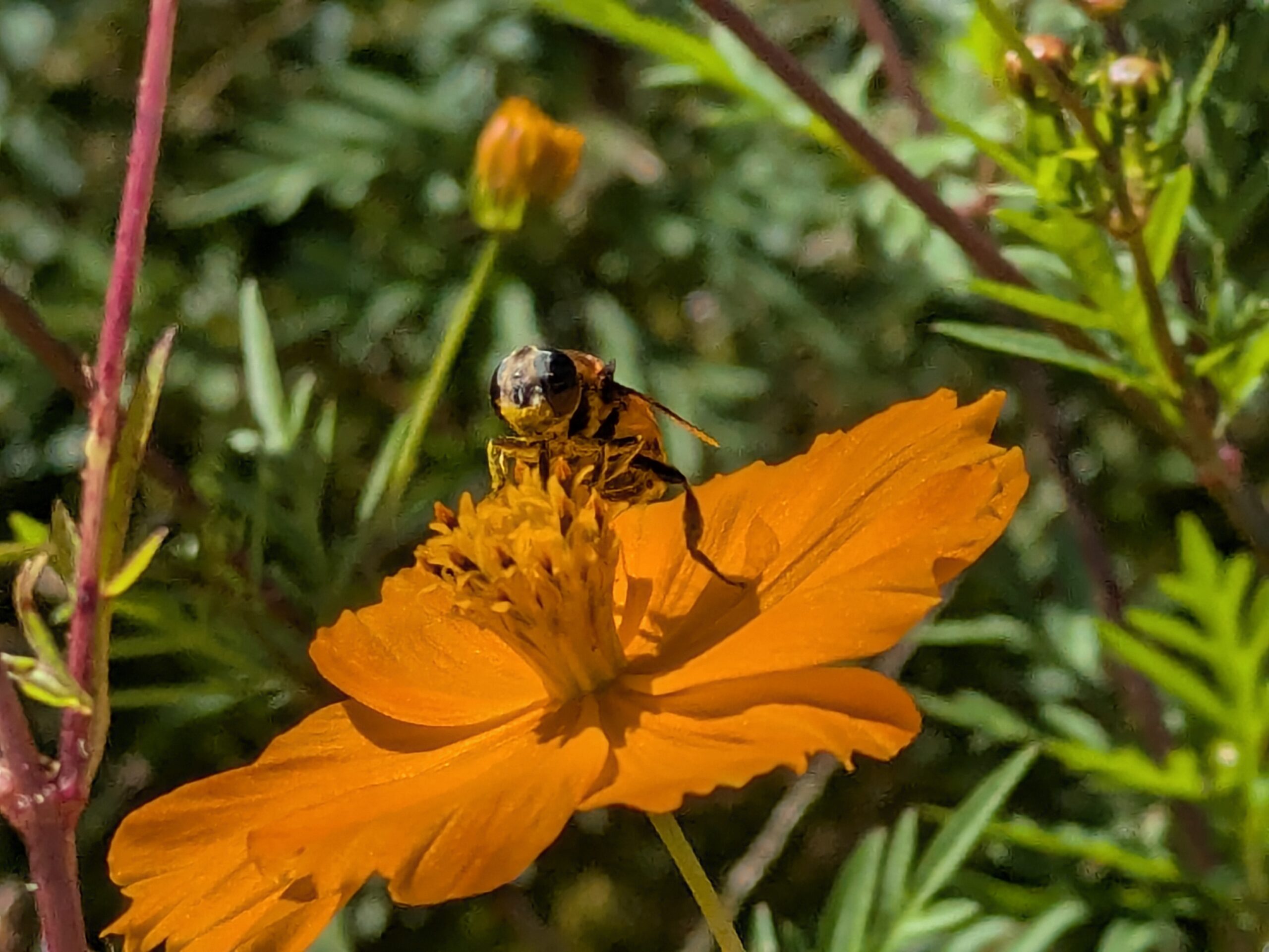 キバナコスモスの花粉を体につけているオオハナアブのアップ