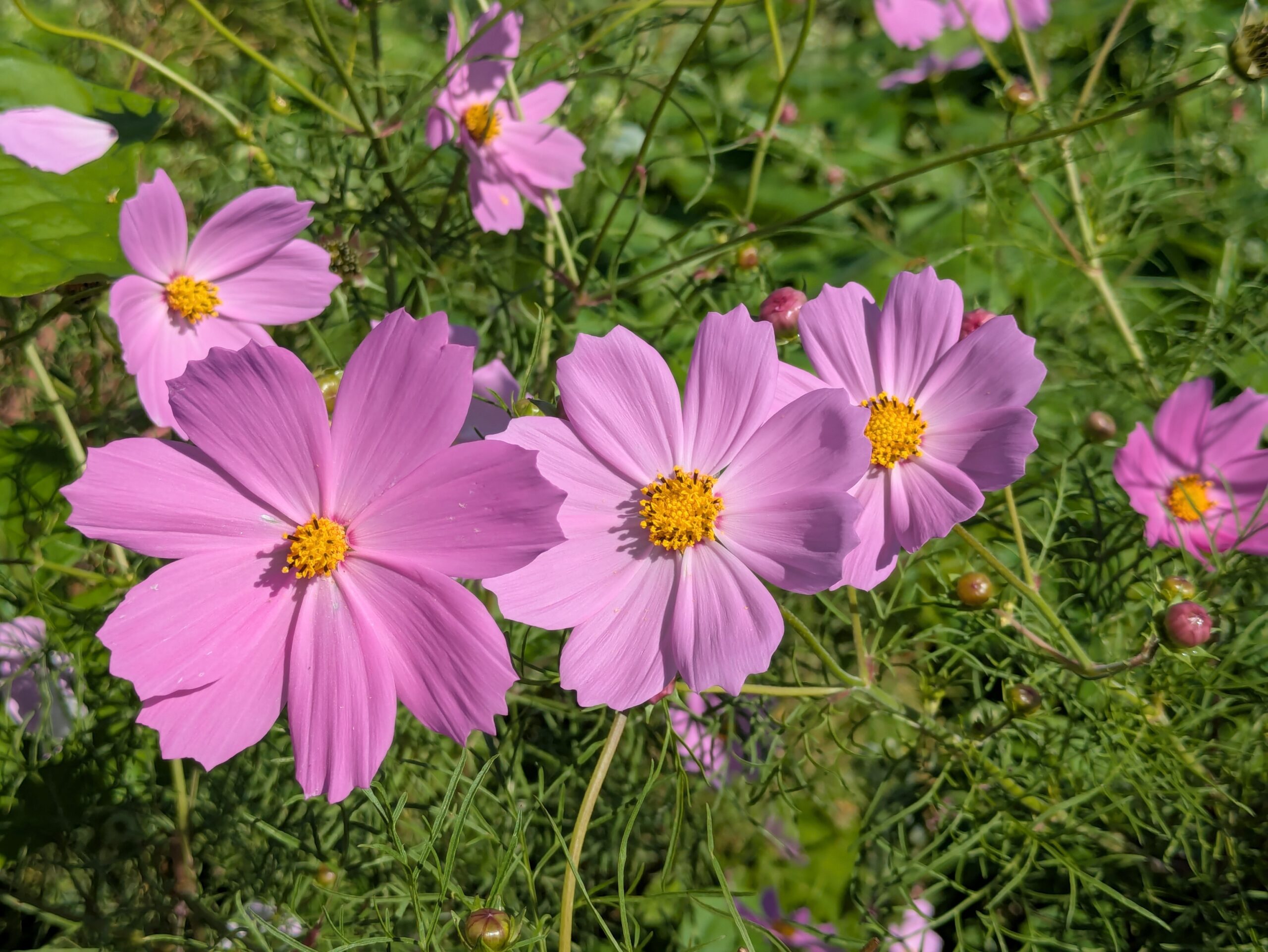 玉鉾のコスモスロードに咲く淡いピンク色のコスモスの花