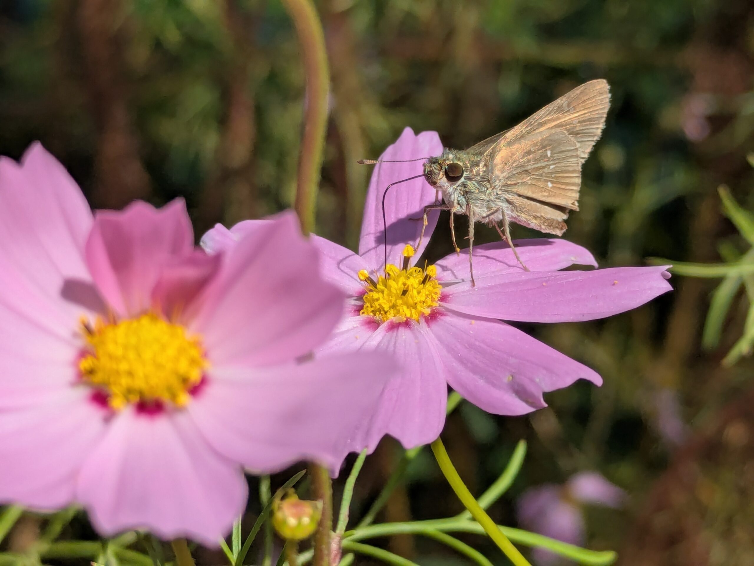 コスモスの花に止まり、長い口吻を伸ばして蜜を吸うセセリチョウの仲間