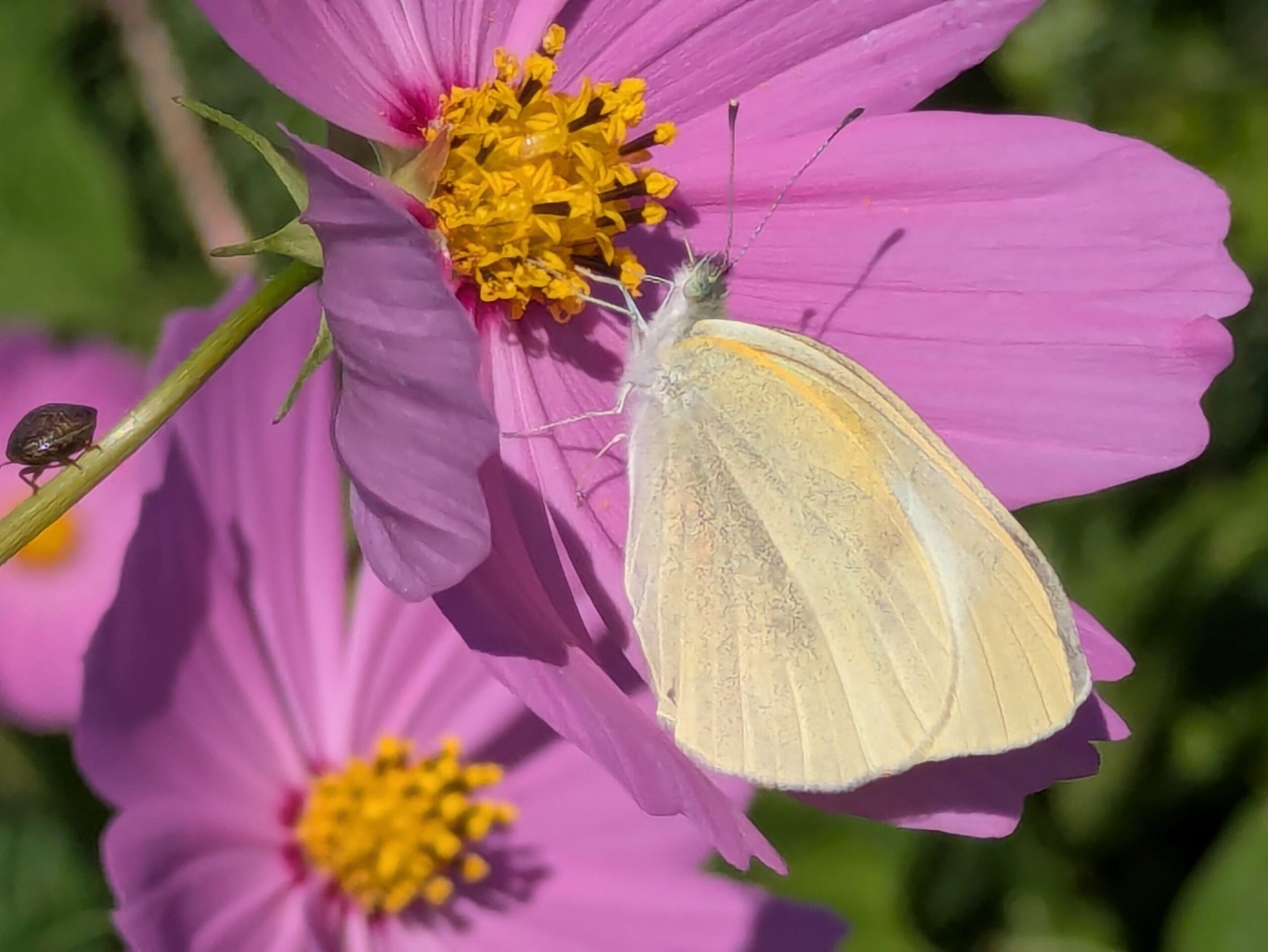 コスモスの花で蜜を吸うモンシロチョウ。近くの茎には小さなカメムシもいる