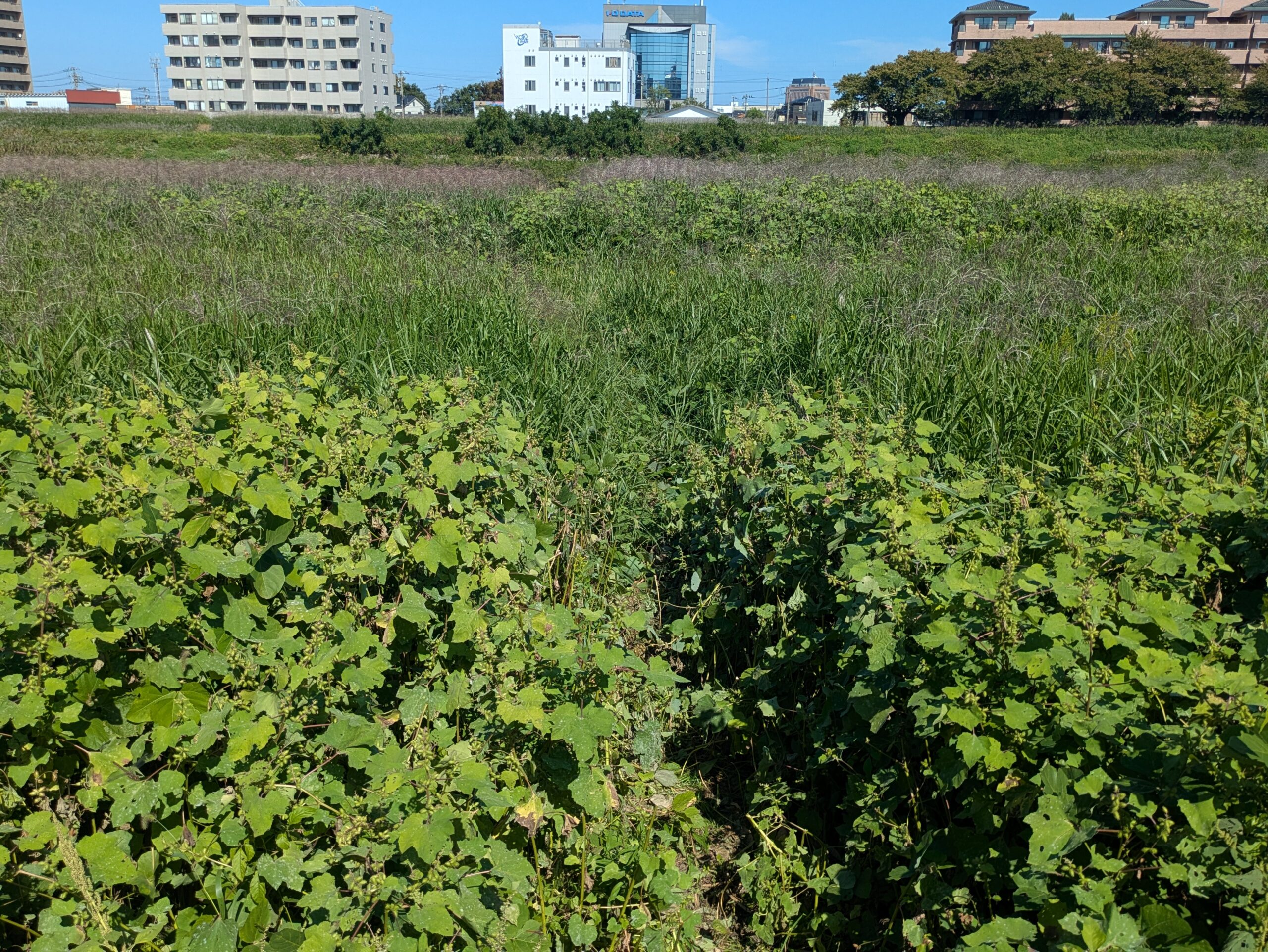 クズやアレチウリなどの植物が生い茂る犀川の河川敷