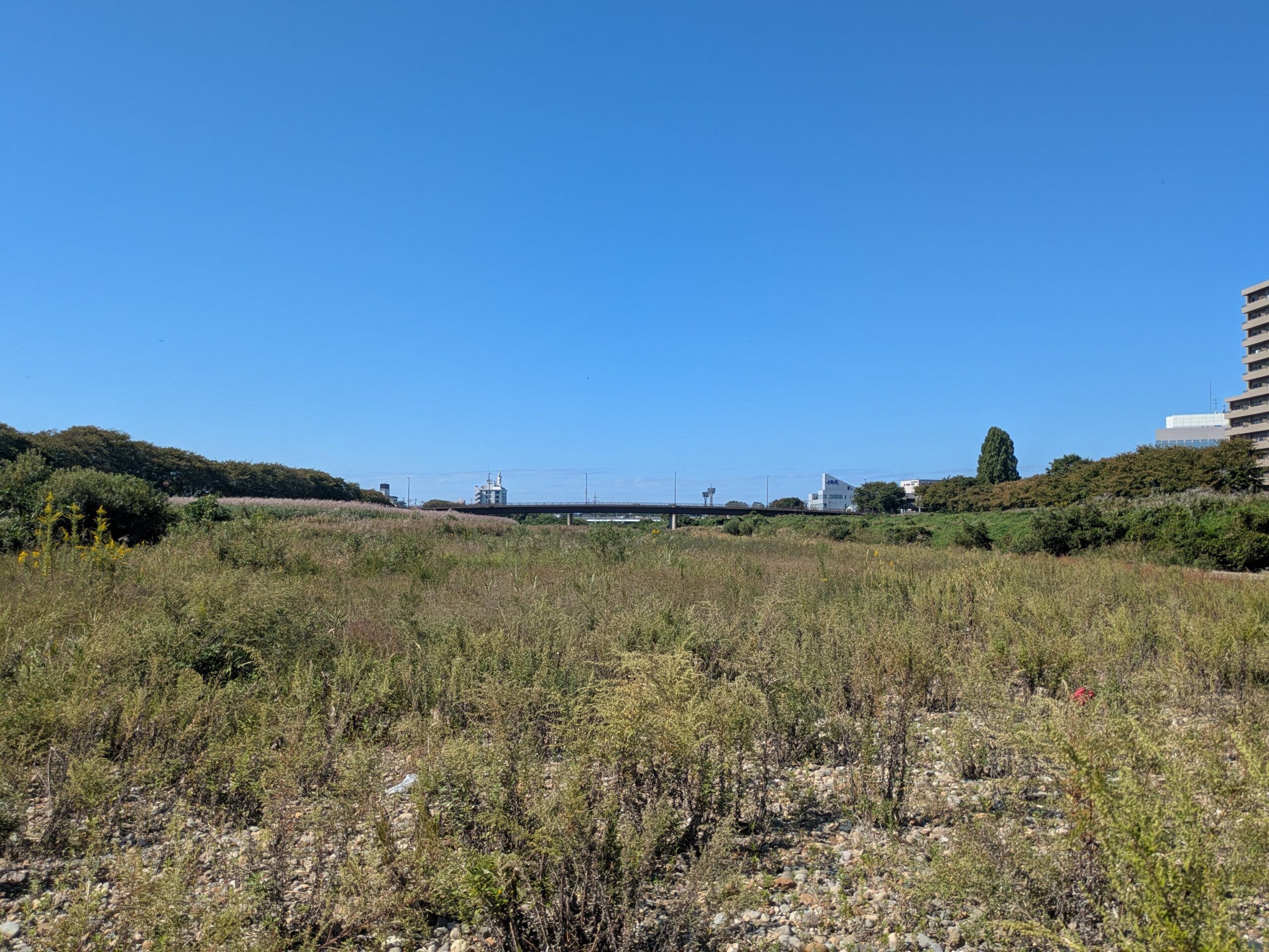 草が生い茂る犀川の広い河川敷