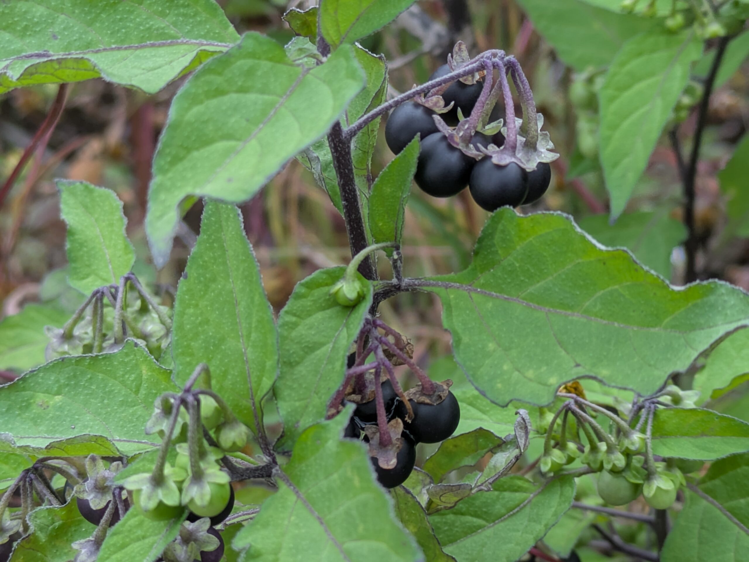 田んぼ周辺で黒く熟した実と緑色の未熟な実をつけるイヌホオズキの仲間