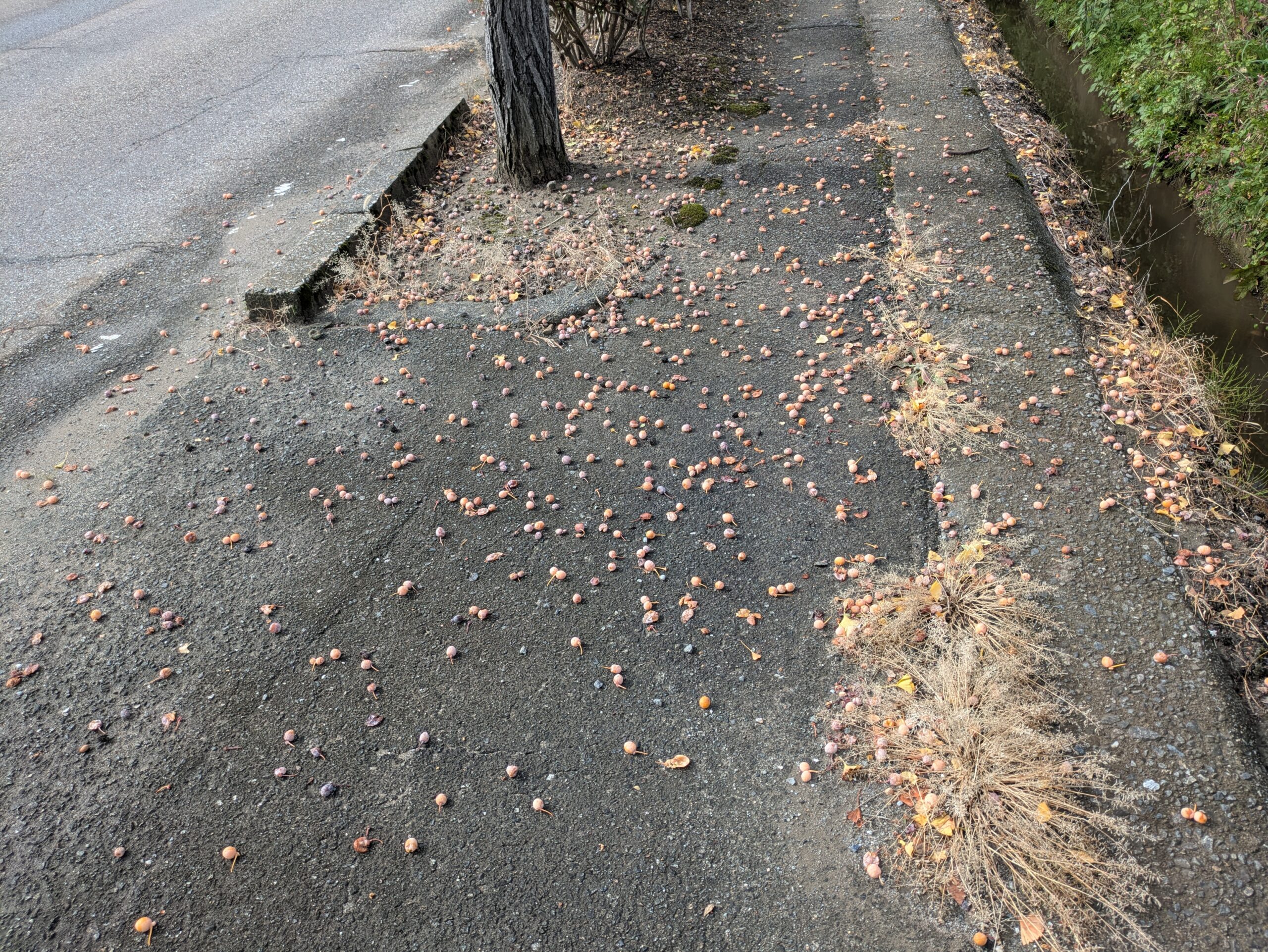 イチョウ並木の歩道に大量の銀杏が落ちている様子