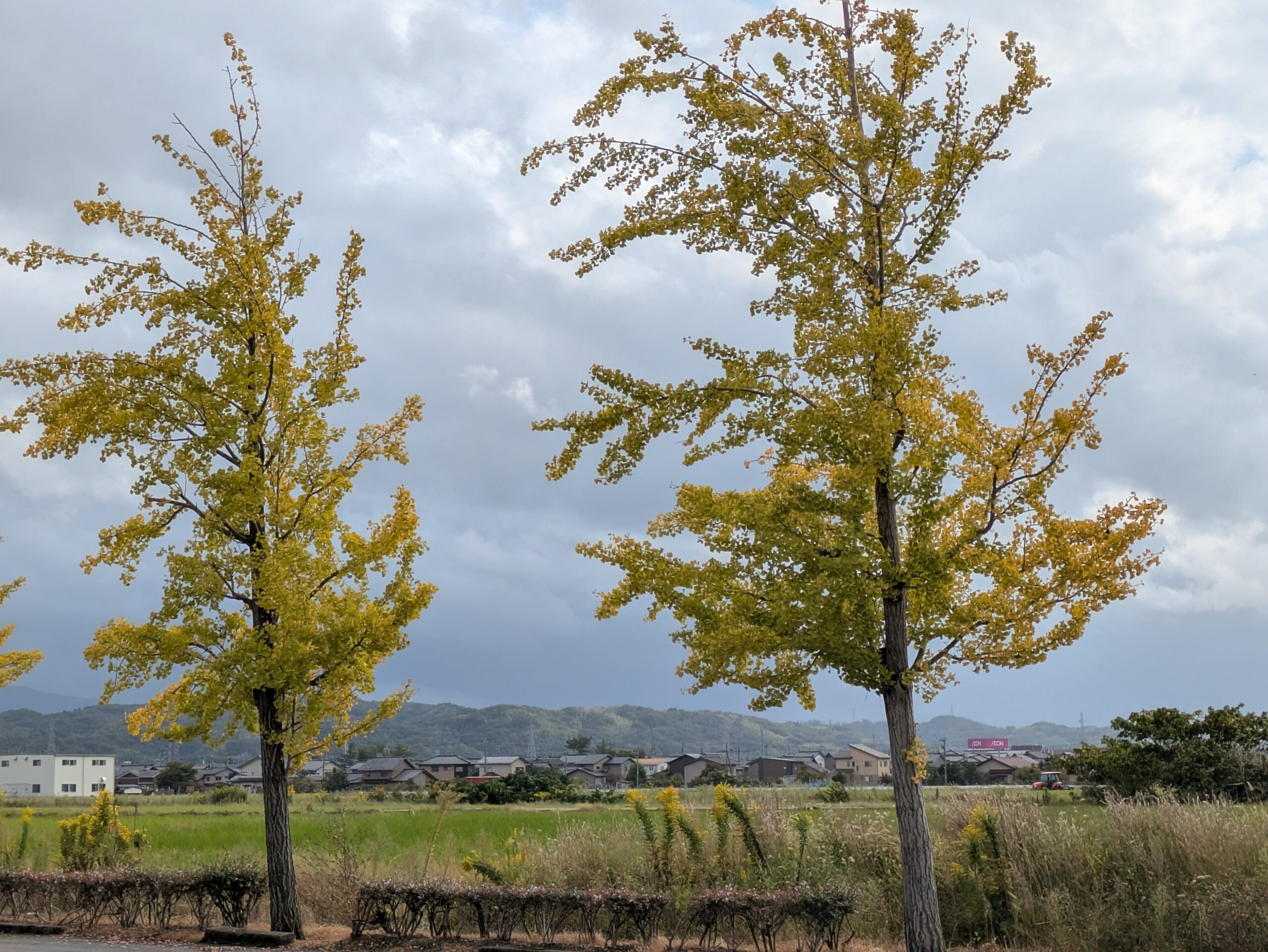 金沢市内の道路沿いに並ぶ黄色く紅葉したイチョウの木