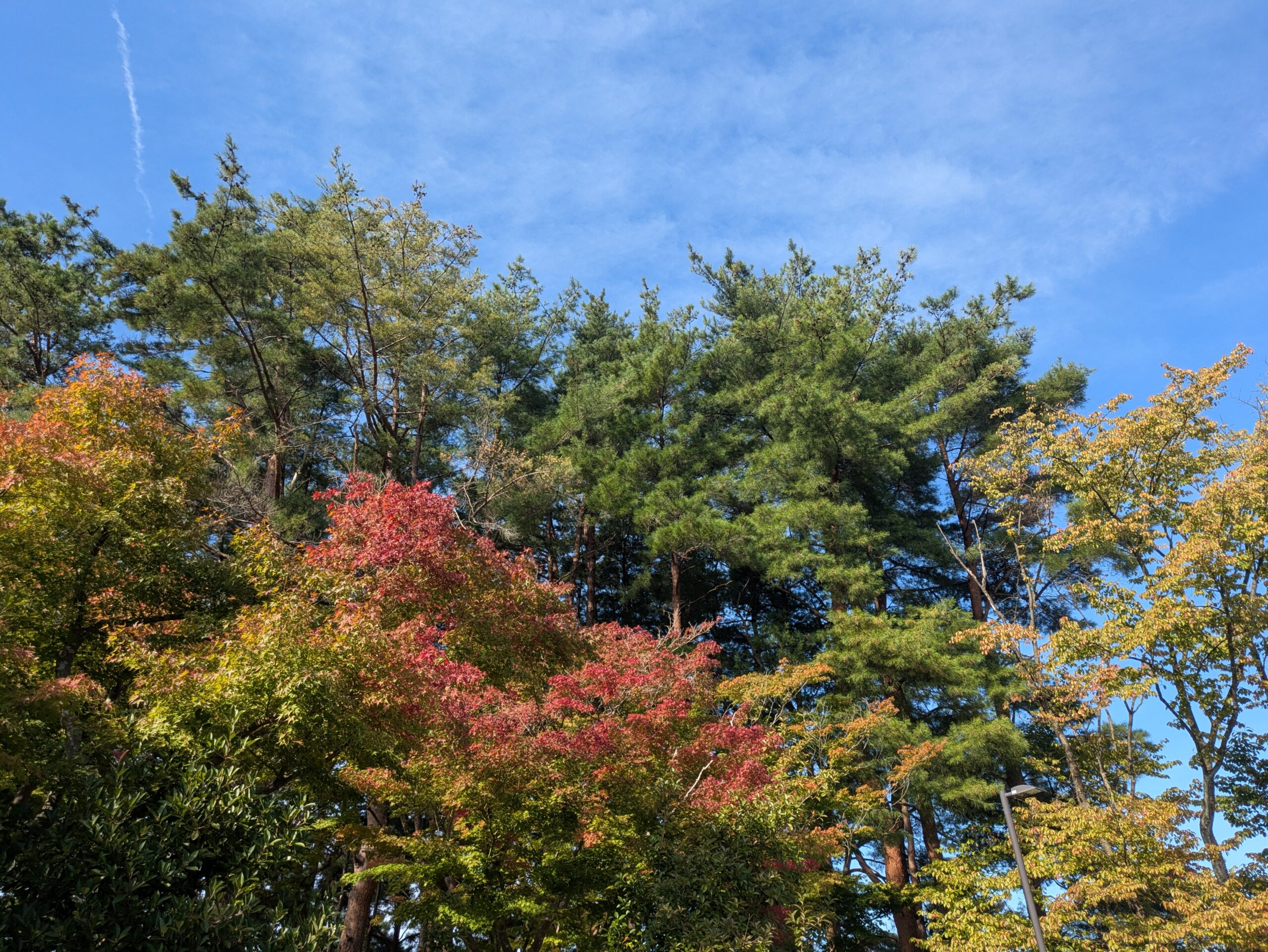 奥卯辰山健民公園で赤や黄色に色づき始めた木々と松の緑