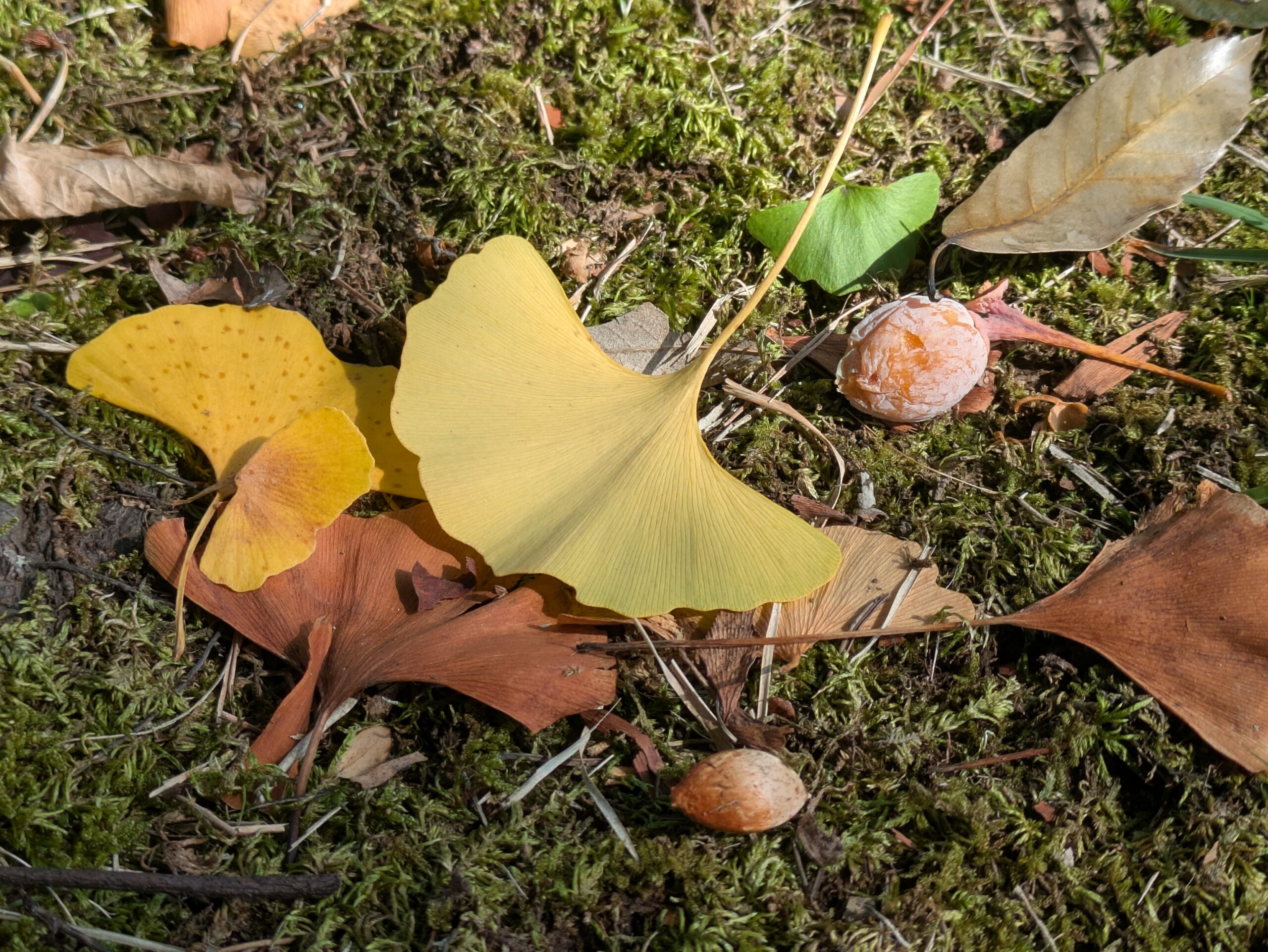 黄色いイチョウの落ち葉と地面に落ちていた銀杏