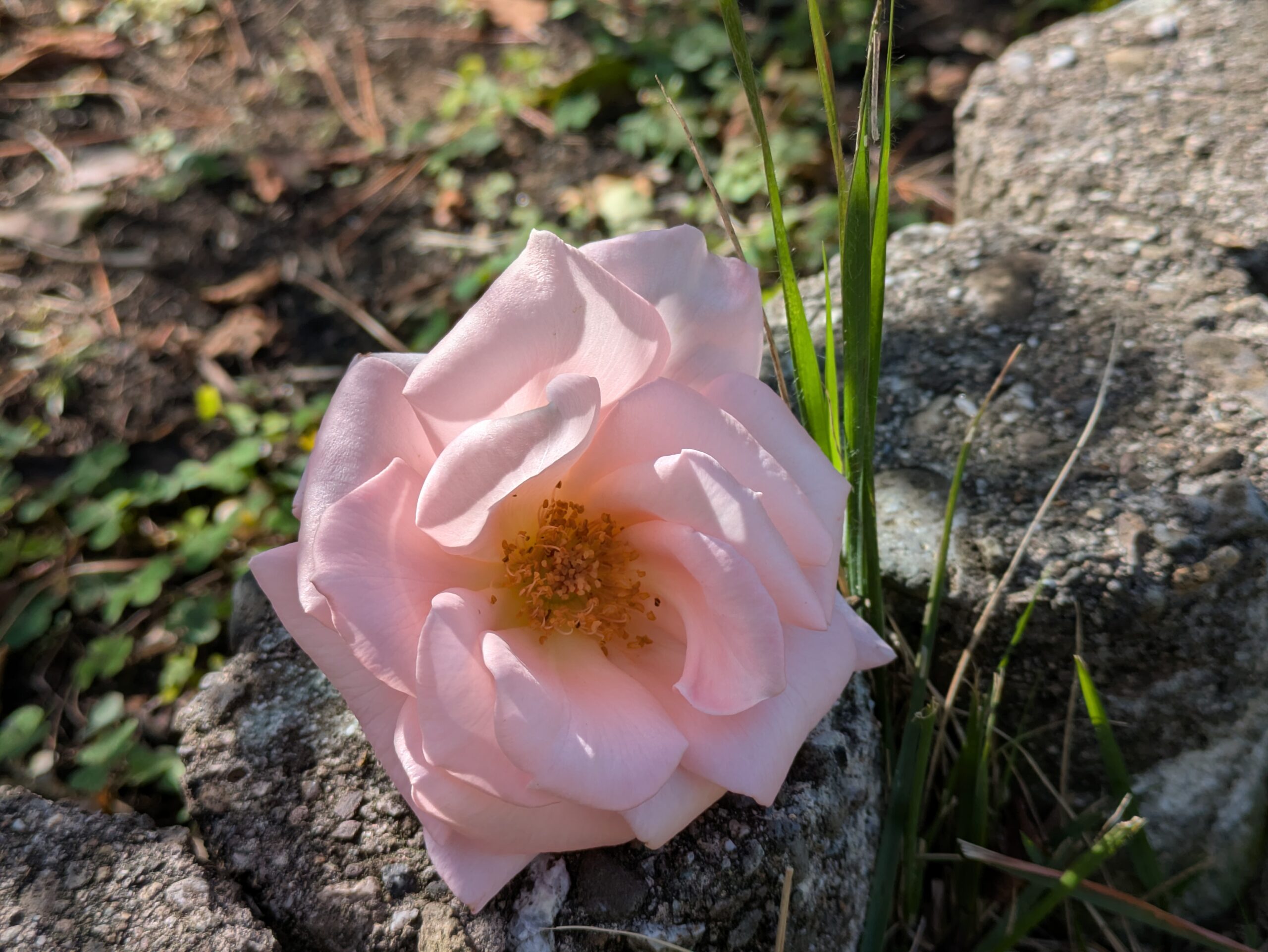 石のそばに花の形を保ったまま落ちていた淡いピンク色のバラ