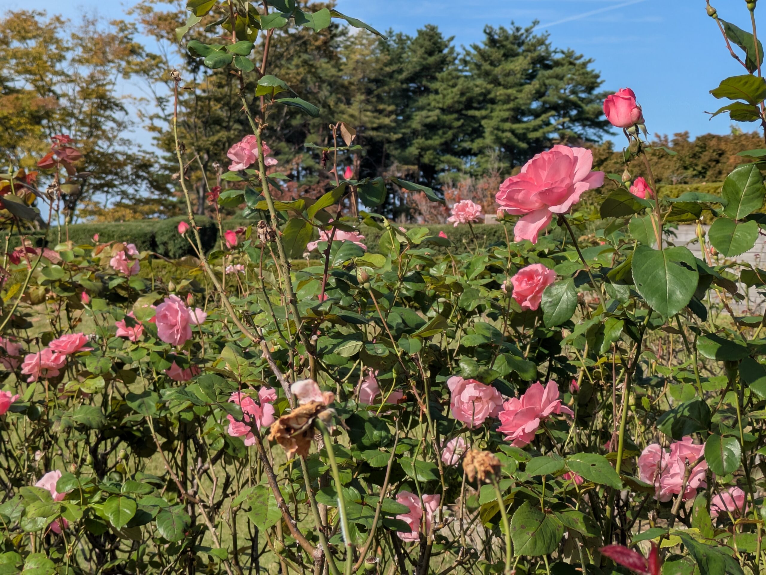 ベルギー庭園の花壇に咲く複数の淡いピンク色のバラ