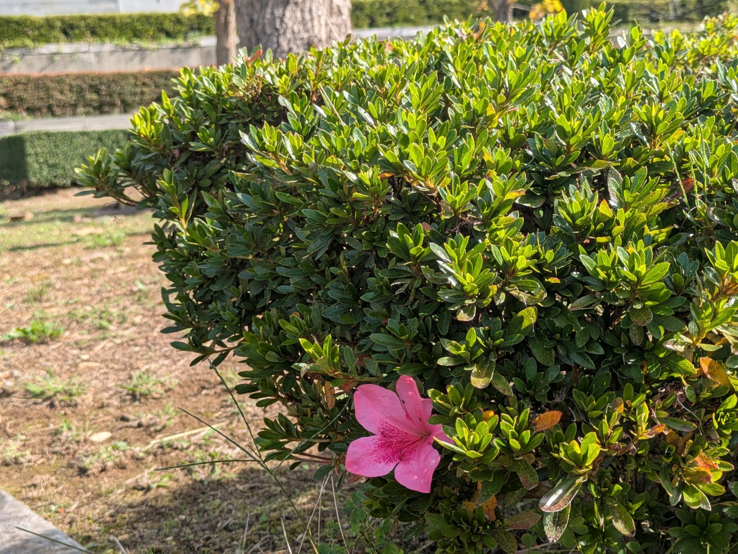 奥卯辰山のサツキの植え込みに季節外れに咲いていたピンク色の花
